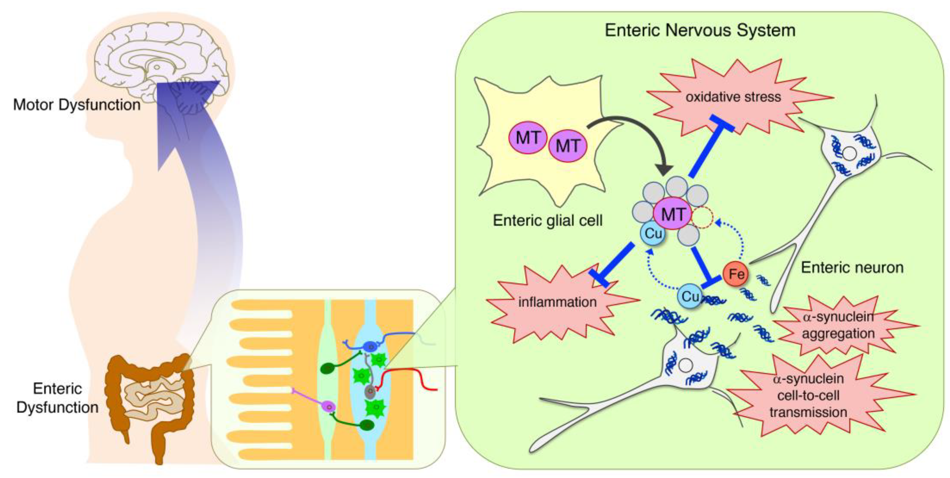 Antioxidants 12 00894 g003 Antioxidants 12 00894 g003
