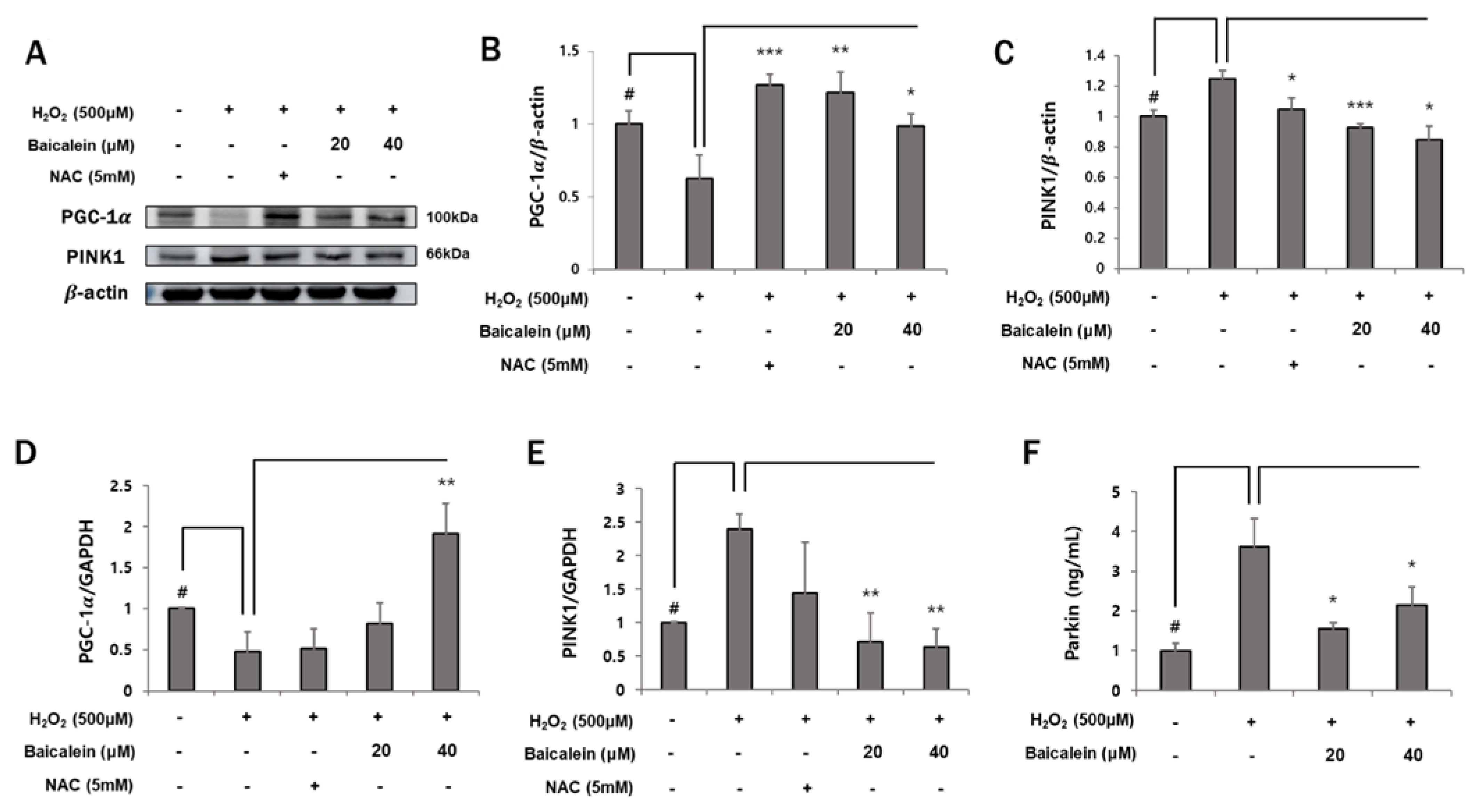 Antioxidants 12 00902 g004 Antioxidants 12 00902 g004