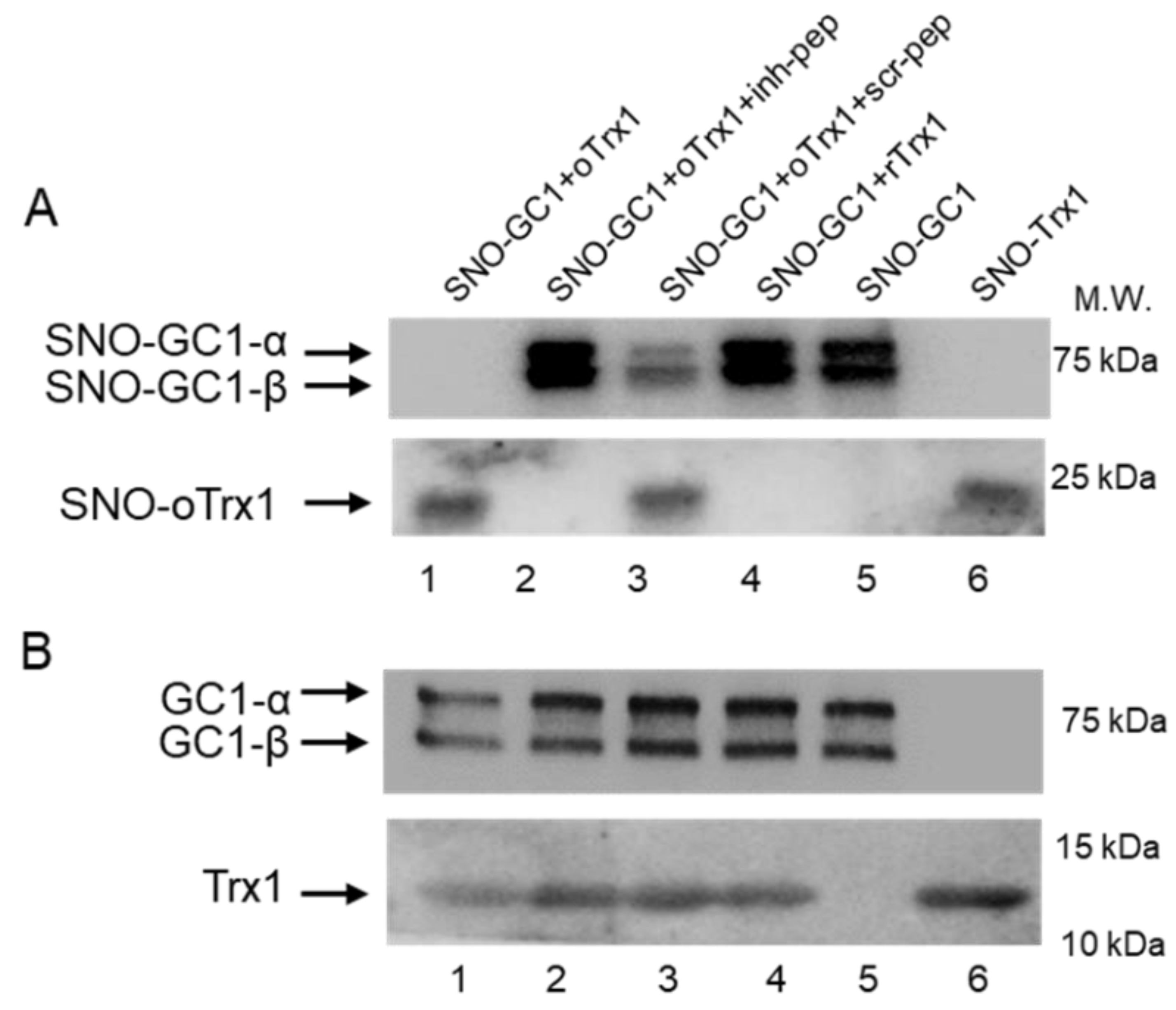 Antioxidants 12 00906 g003