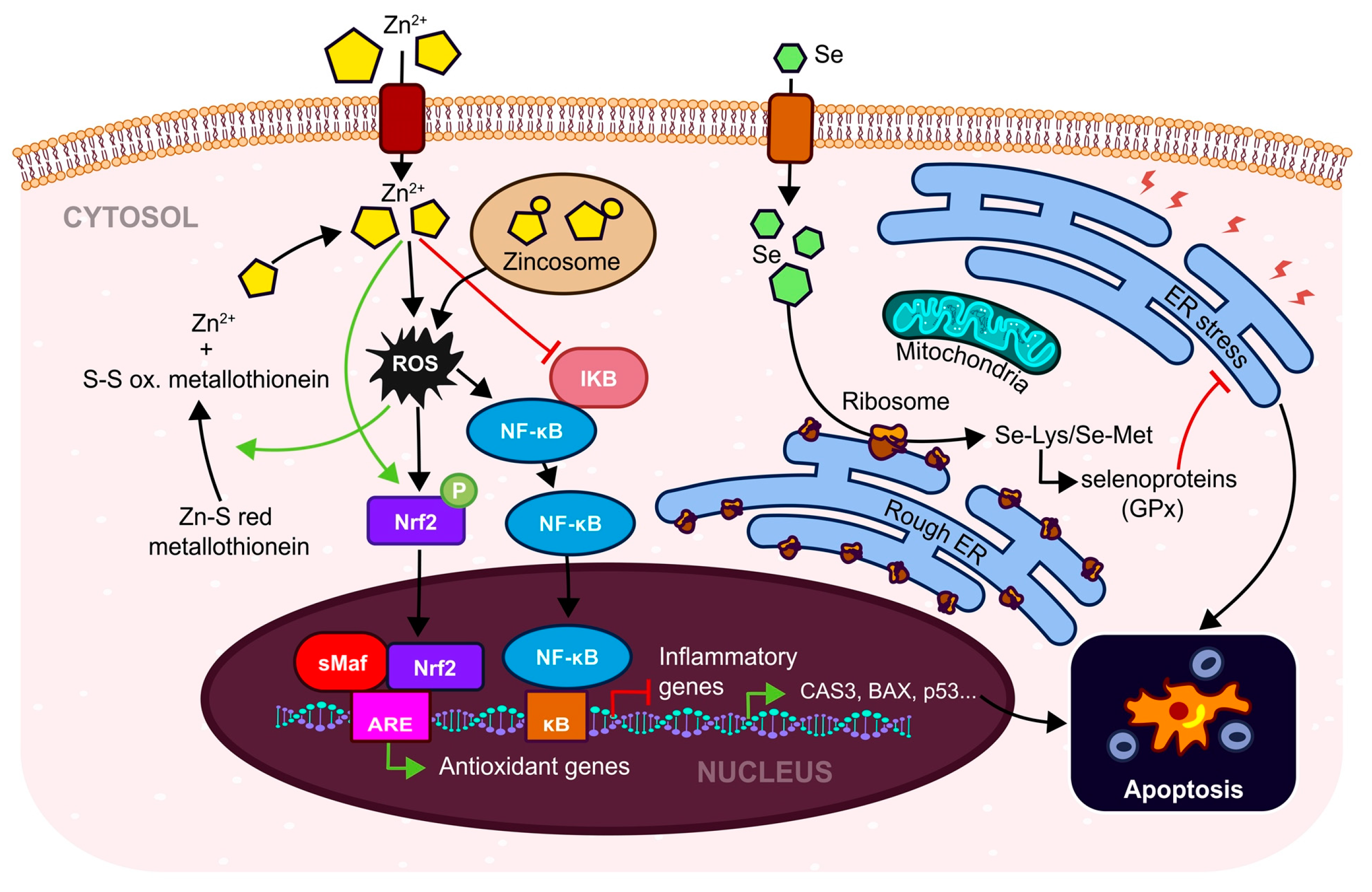 Antioxidants 12 00907 g005