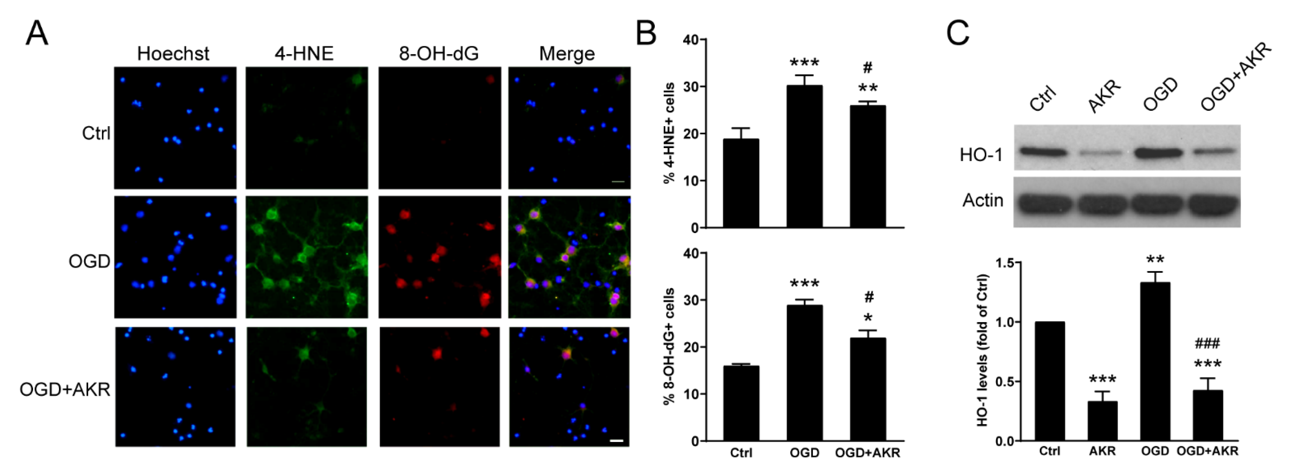 Antioxidants 12 00909 g006