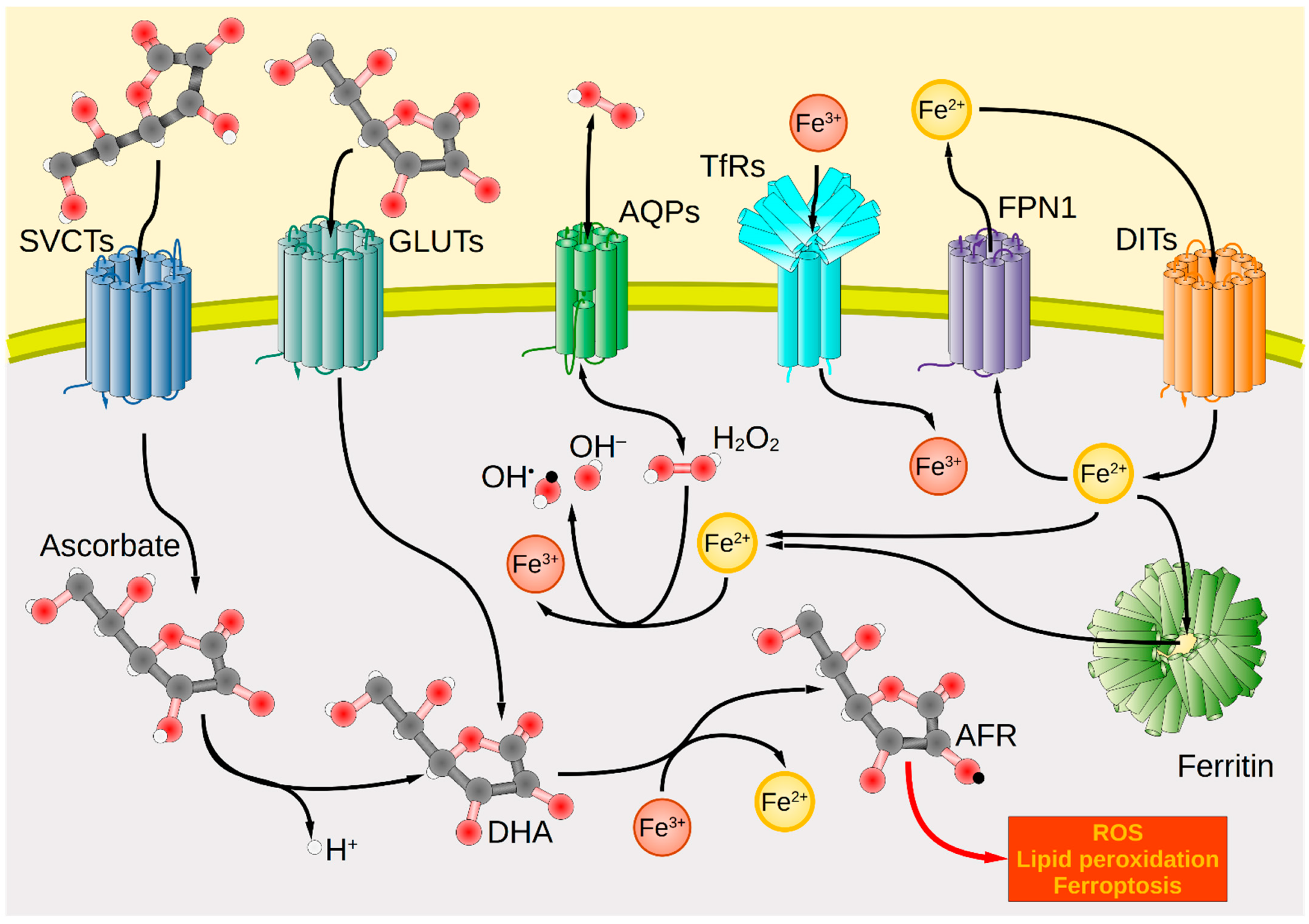 Antioxidants 12 00916 g001
