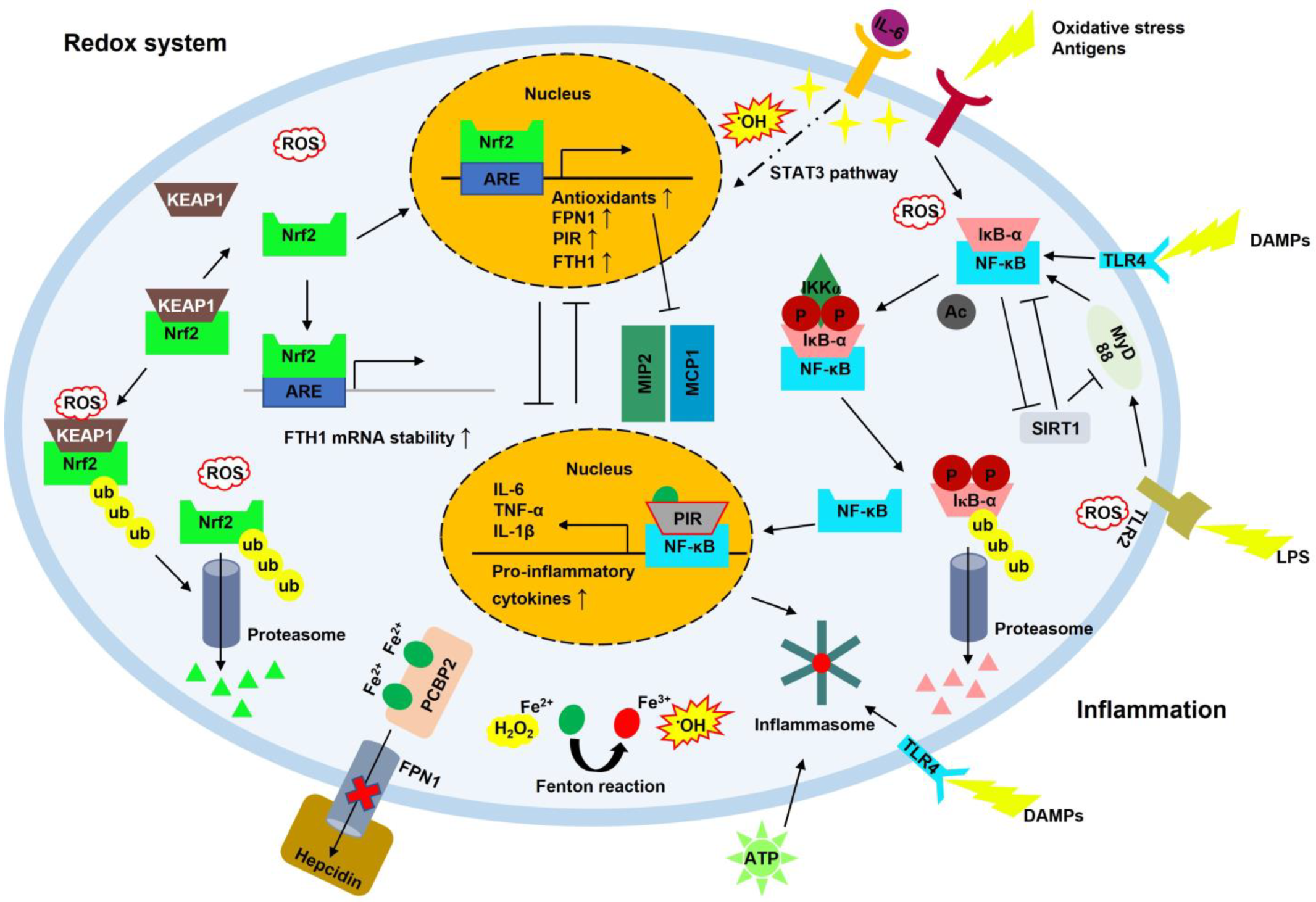Antioxidants 12 00918 g003