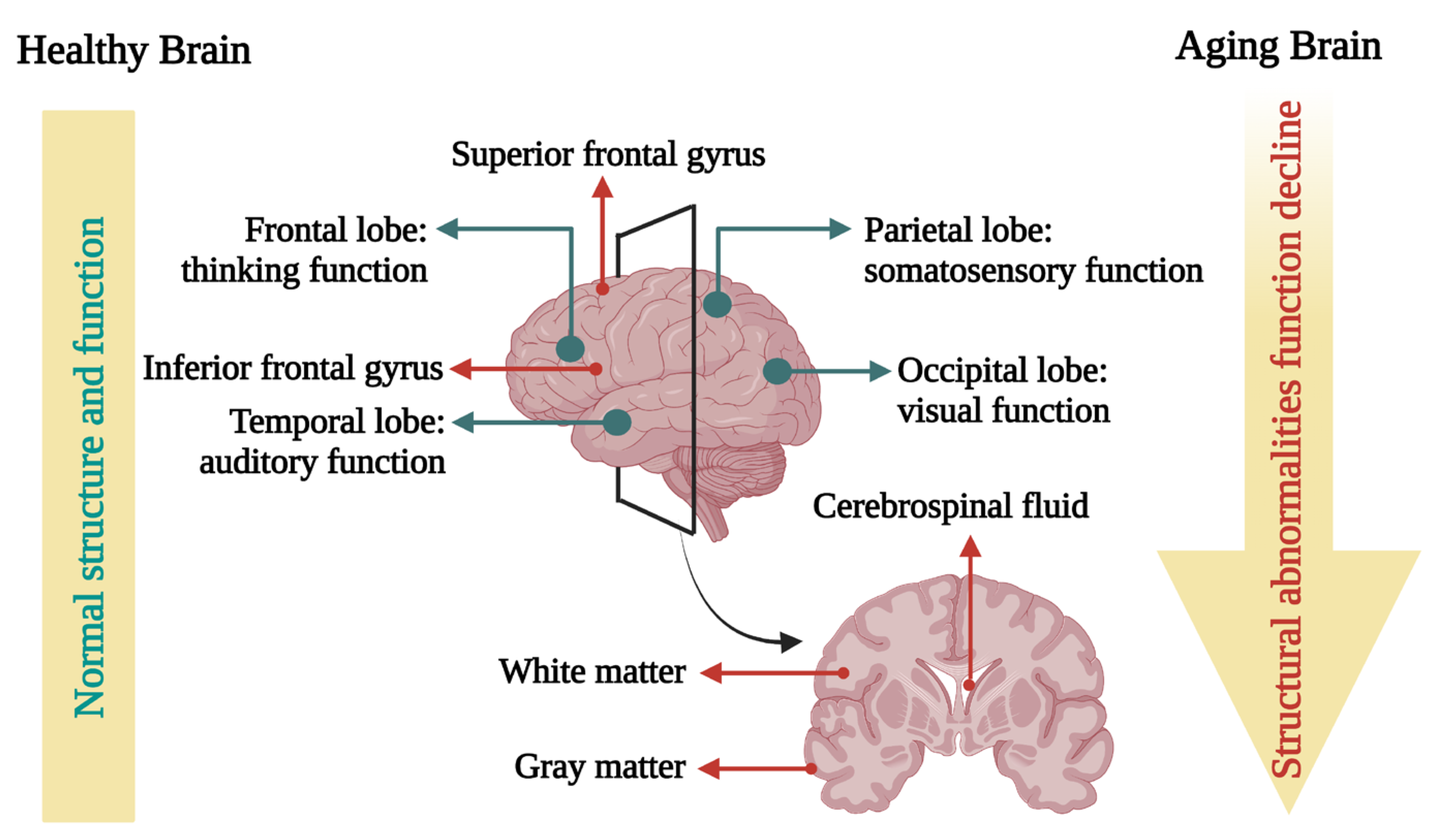 Antioxidants 12 00920 g001 Antioxidants 12 00920 g001