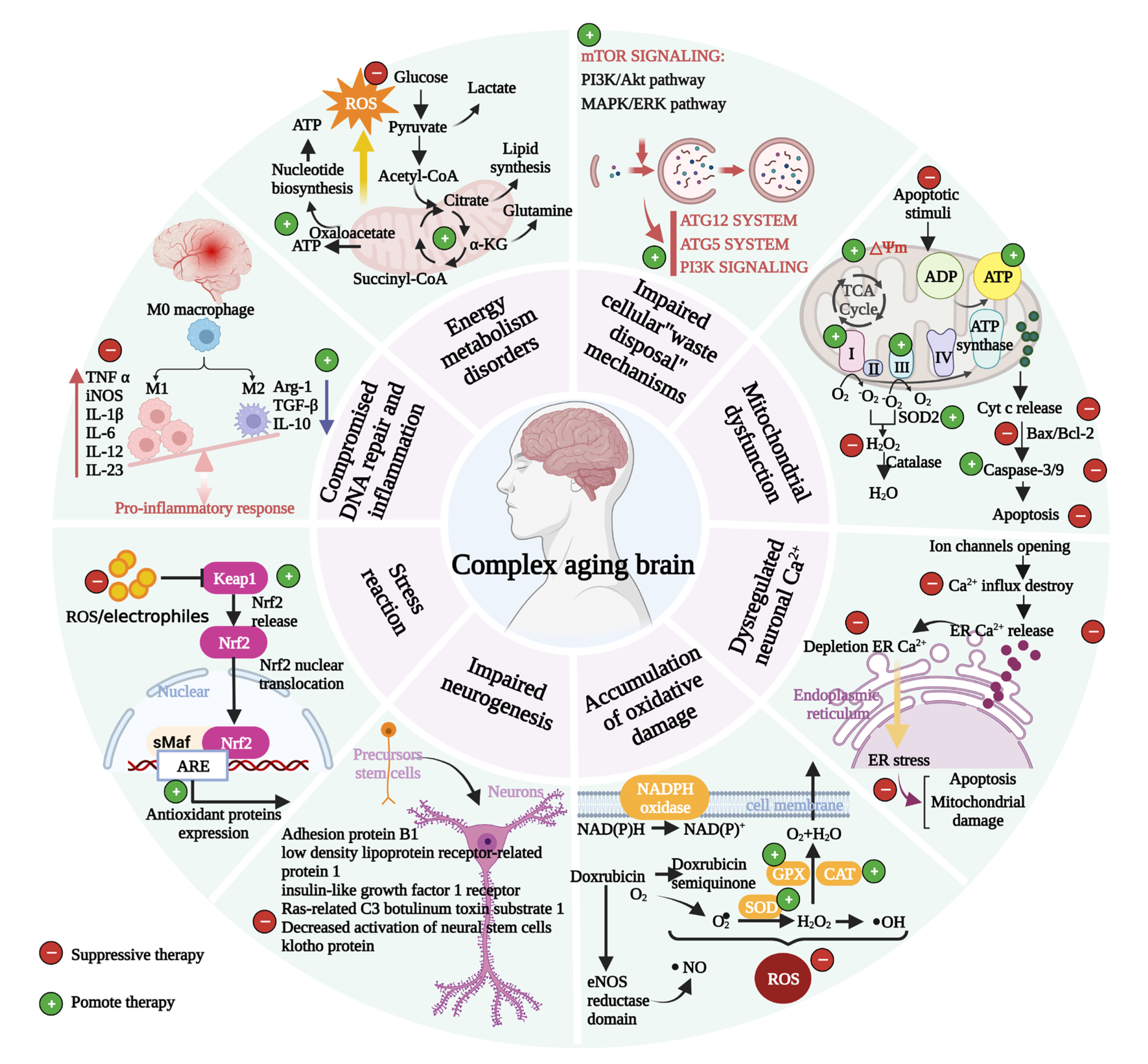 Antioxidants 12 00920 g002 Antioxidants 12 00920 g002