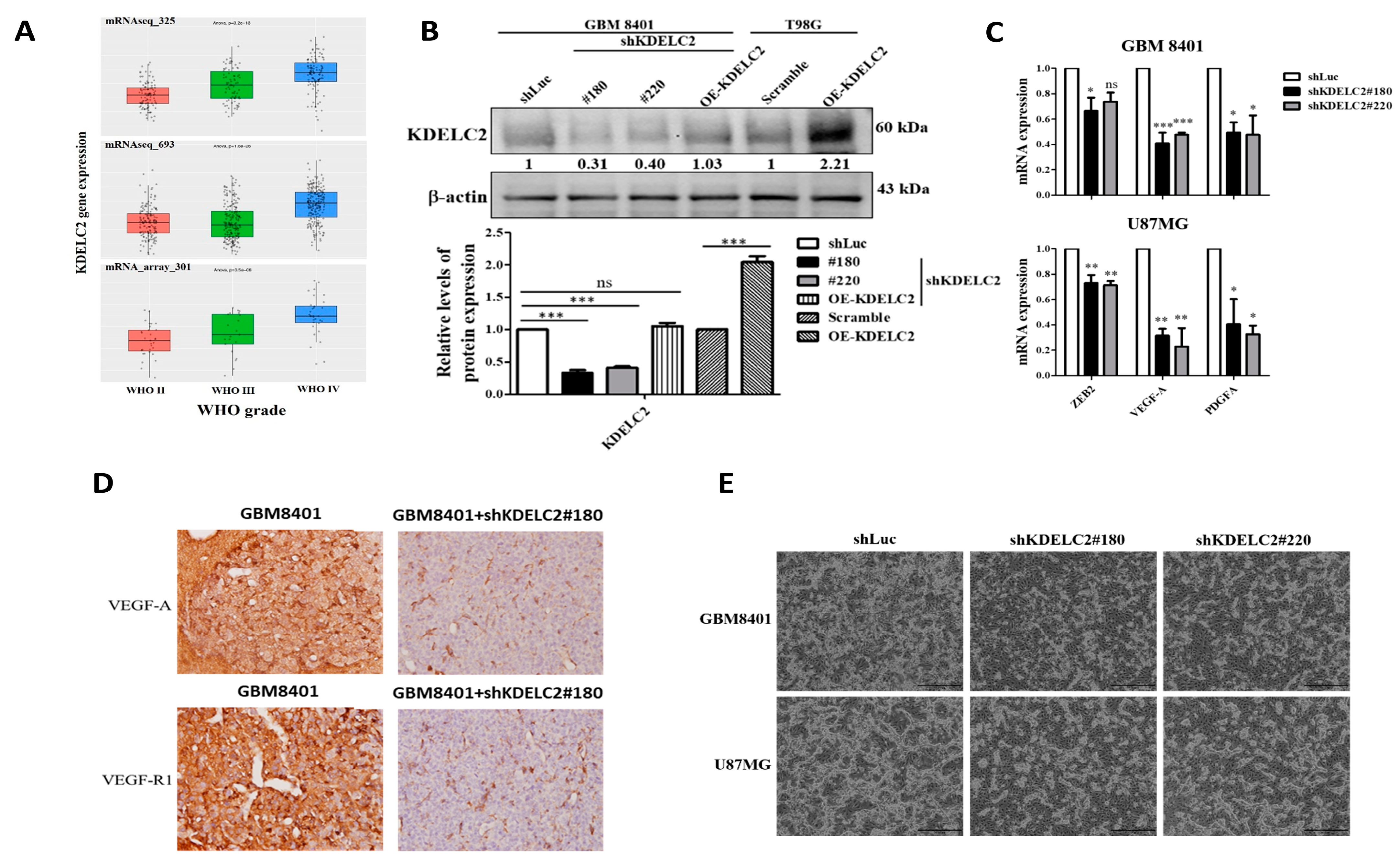 Antioxidants 12 00923 g001 Antioxidants 12 00923 g001