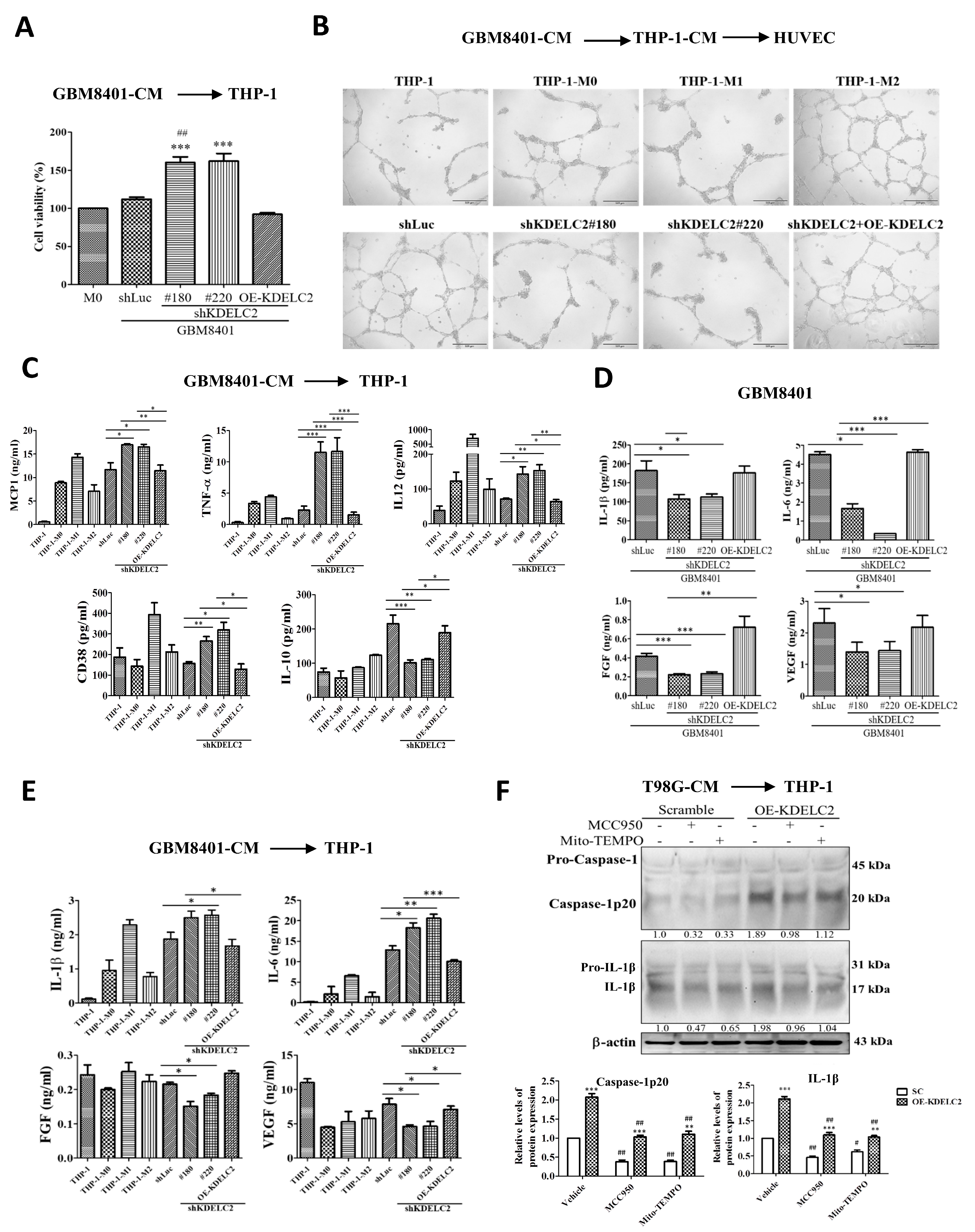 Antioxidants 12 00923 g005 Antioxidants 12 00923 g005