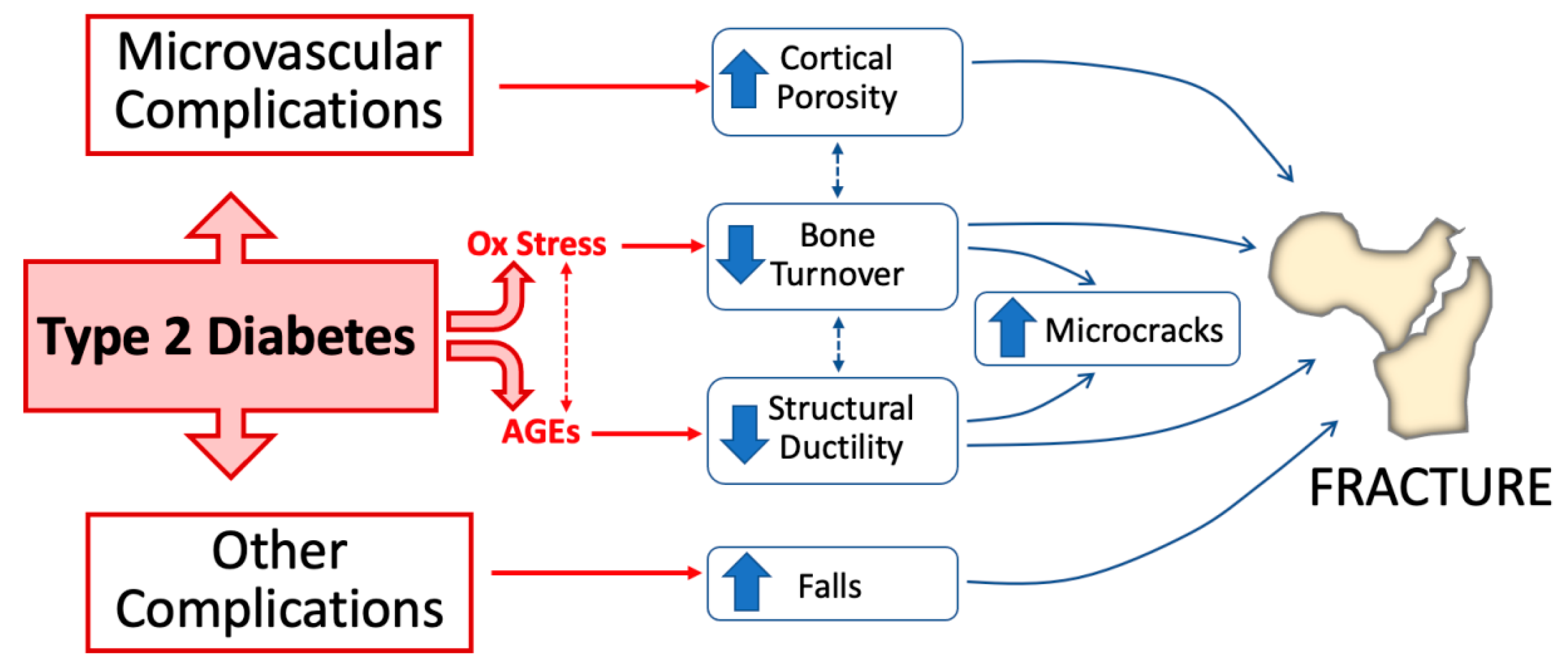 Antioxidants Free FullText Role of Advanced Glycation EndProducts