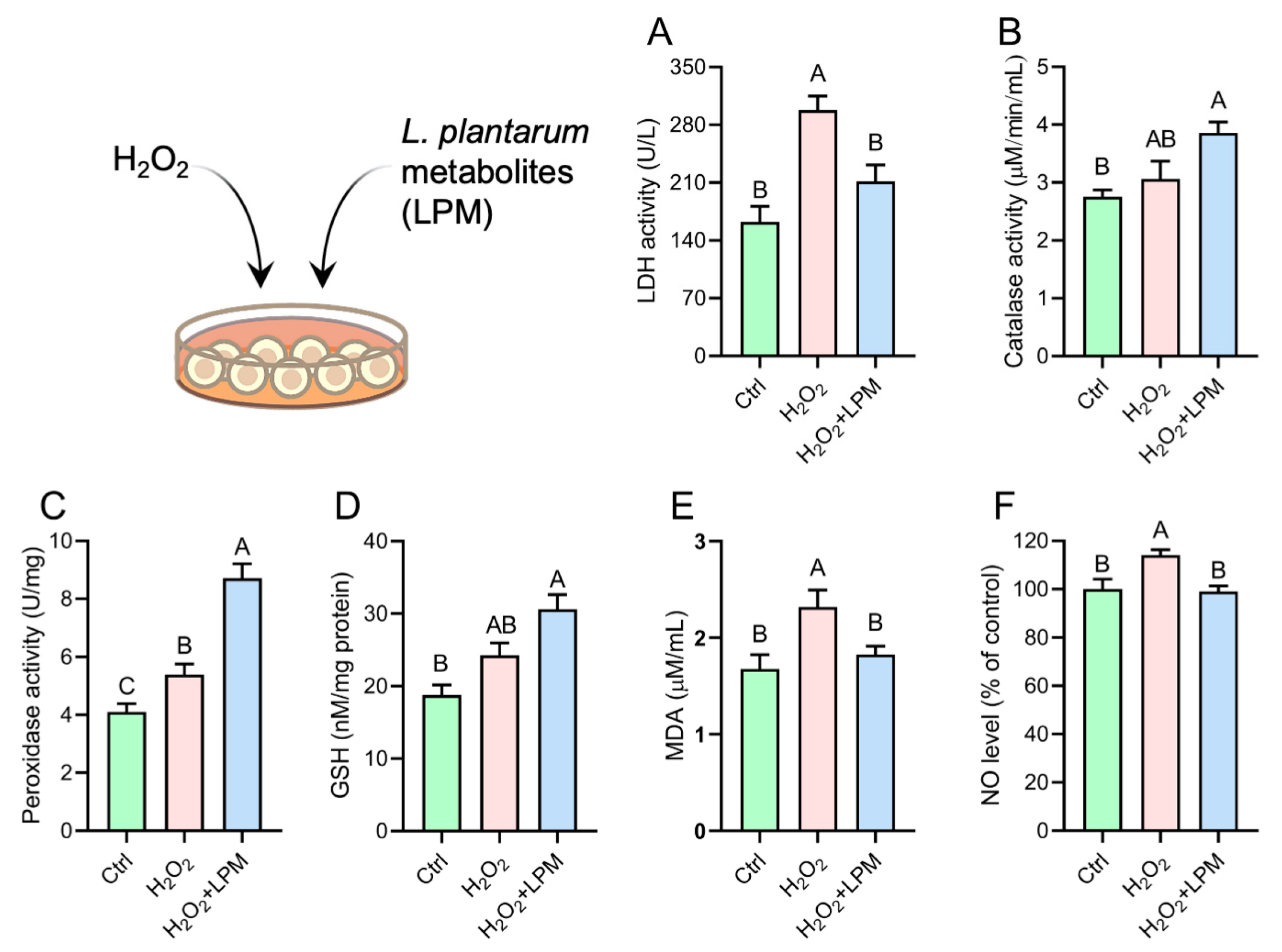 Antioxidants 12 00930 g005