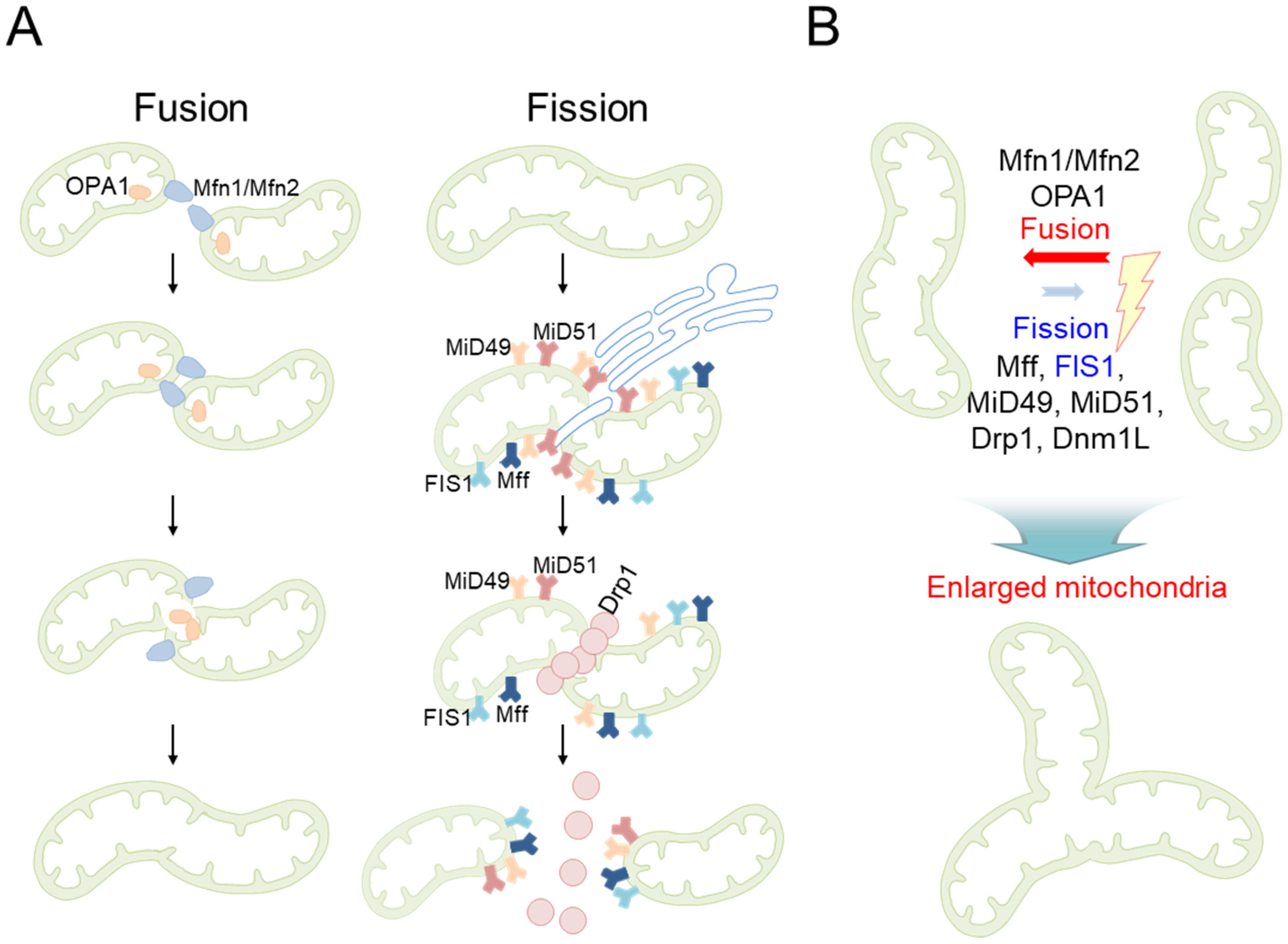 Antioxidants 12 00934 g001 Antioxidants 12 00934 g001