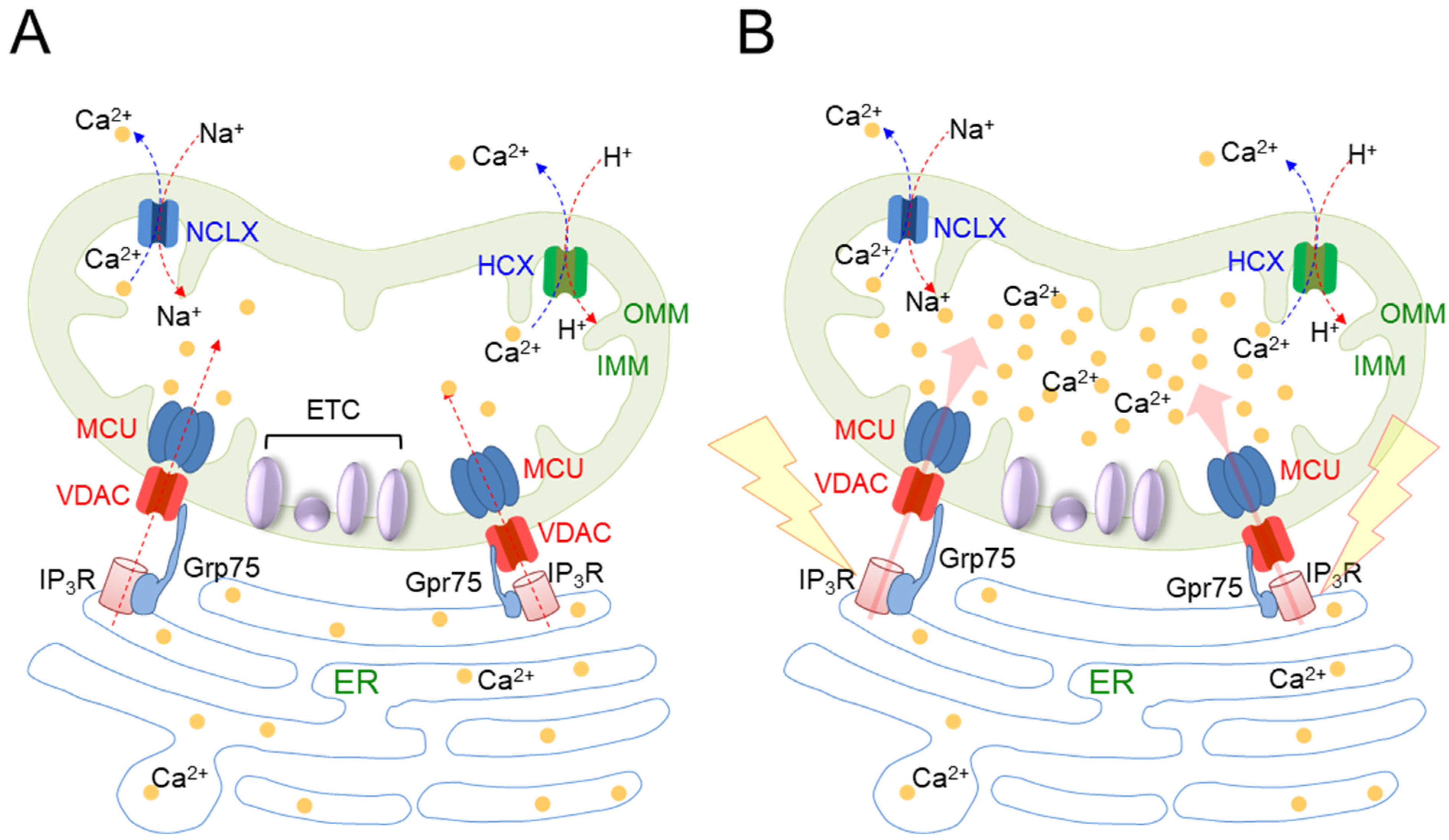 Antioxidants 12 00934 g002 Antioxidants 12 00934 g002