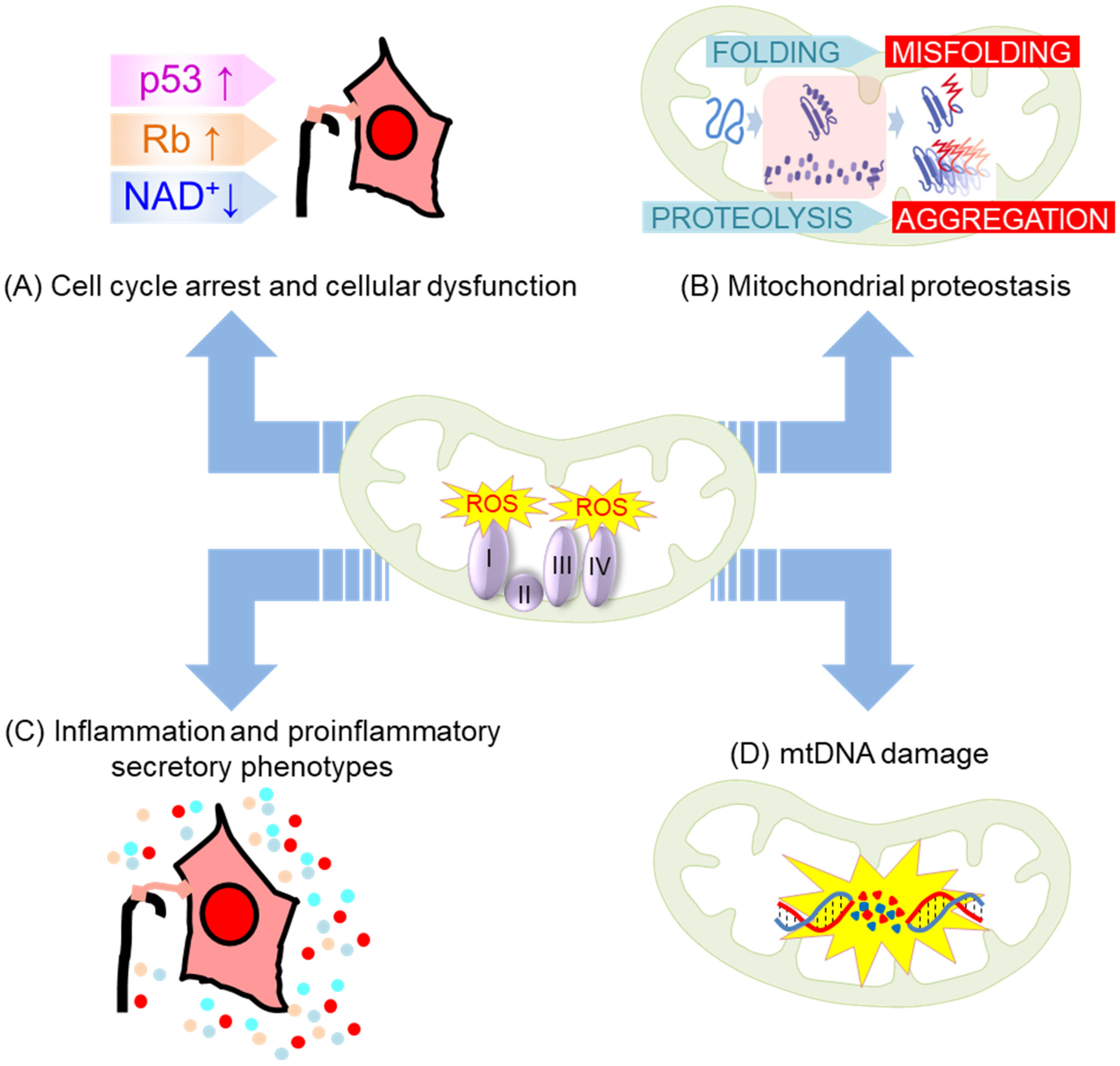 Antioxidants 12 00934 g004 Antioxidants 12 00934 g004