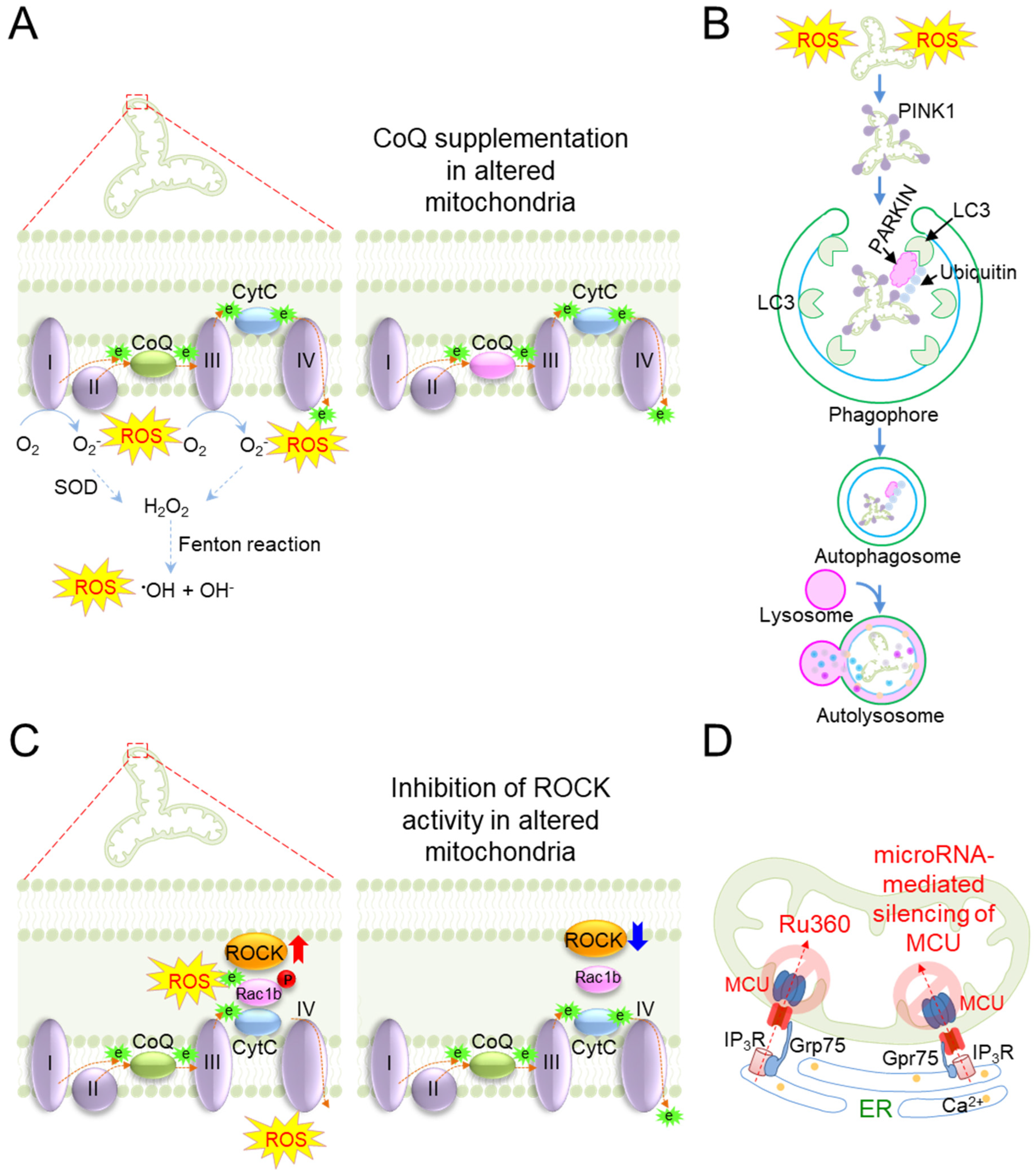 Antioxidants 12 00934 g005 Antioxidants 12 00934 g005