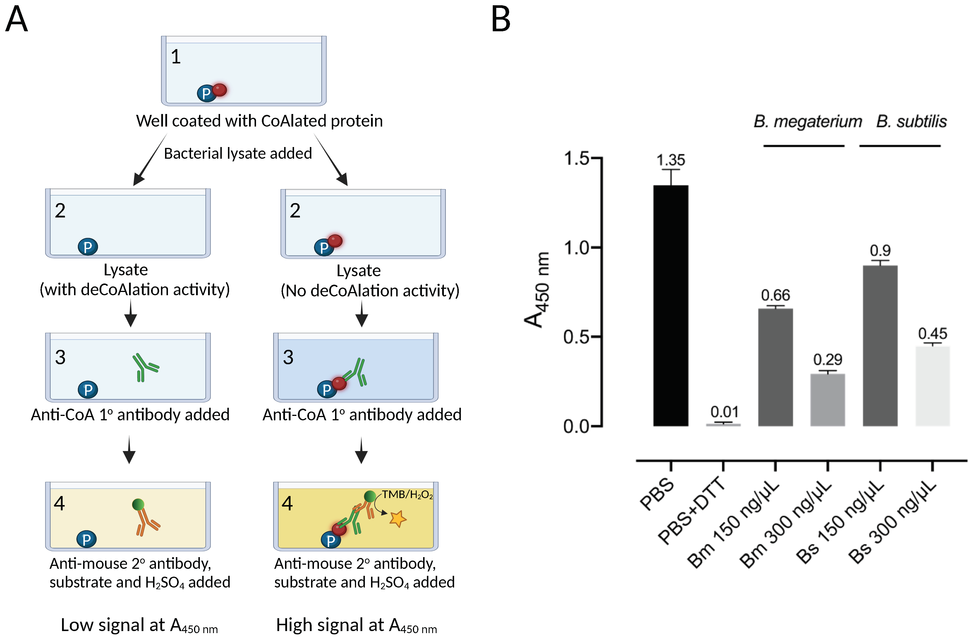 Antioxidants 12 00938 g001 Antioxidants 12 00938 g001