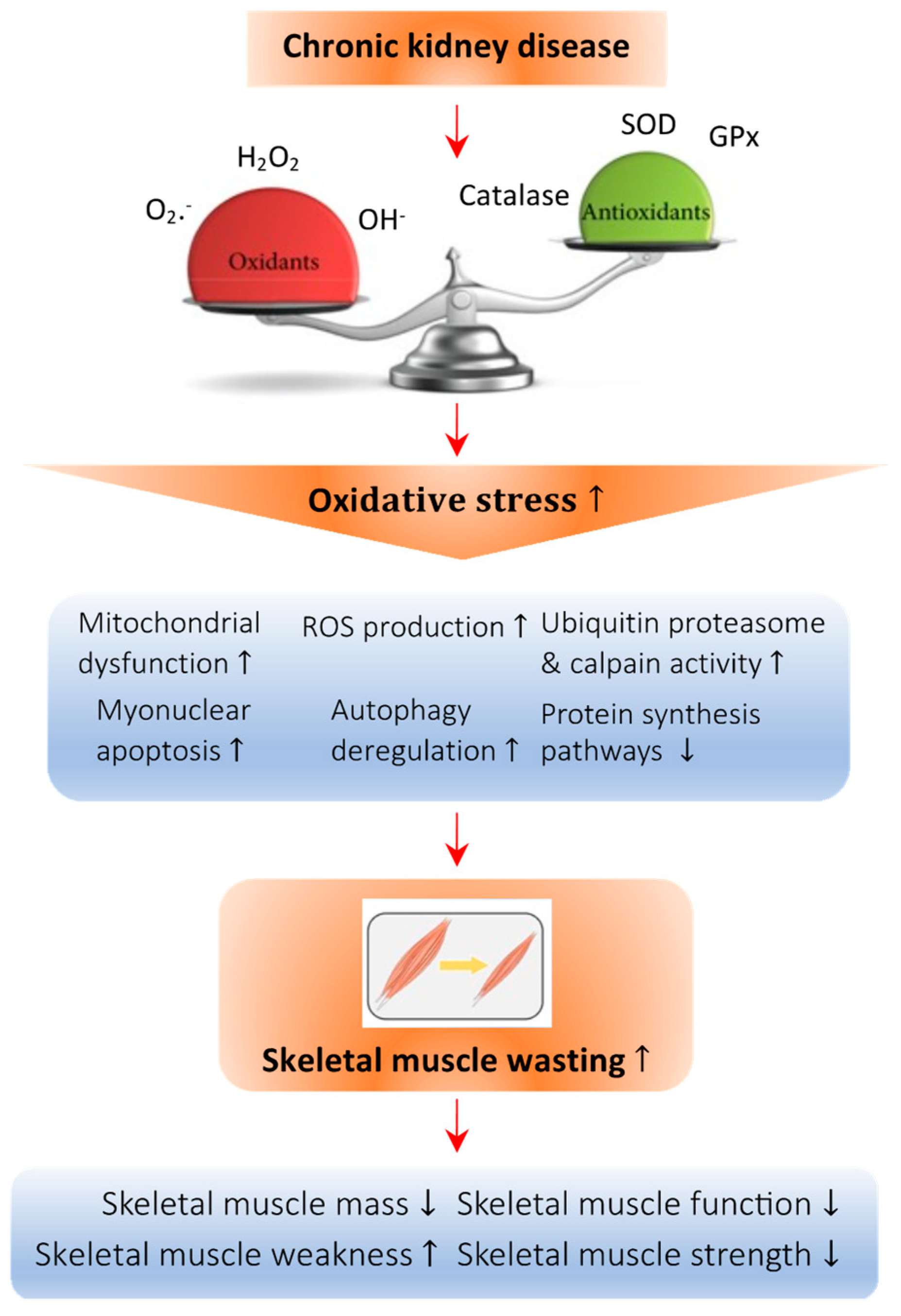redox-signaling-in-chronic-kidney-disease-associated-cachexia