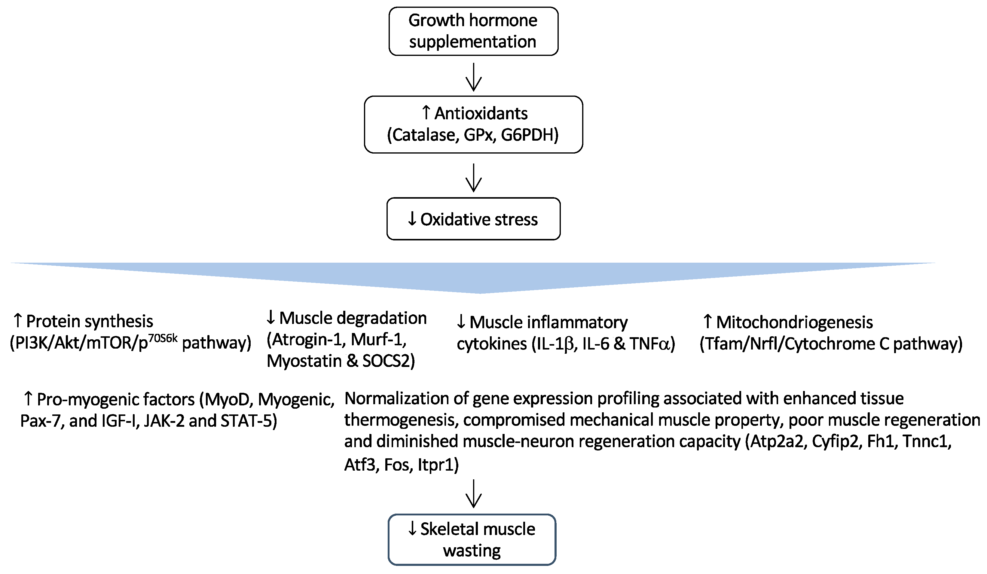 Antioxidants 12 00945 g002 Antioxidants 12 00945 g002