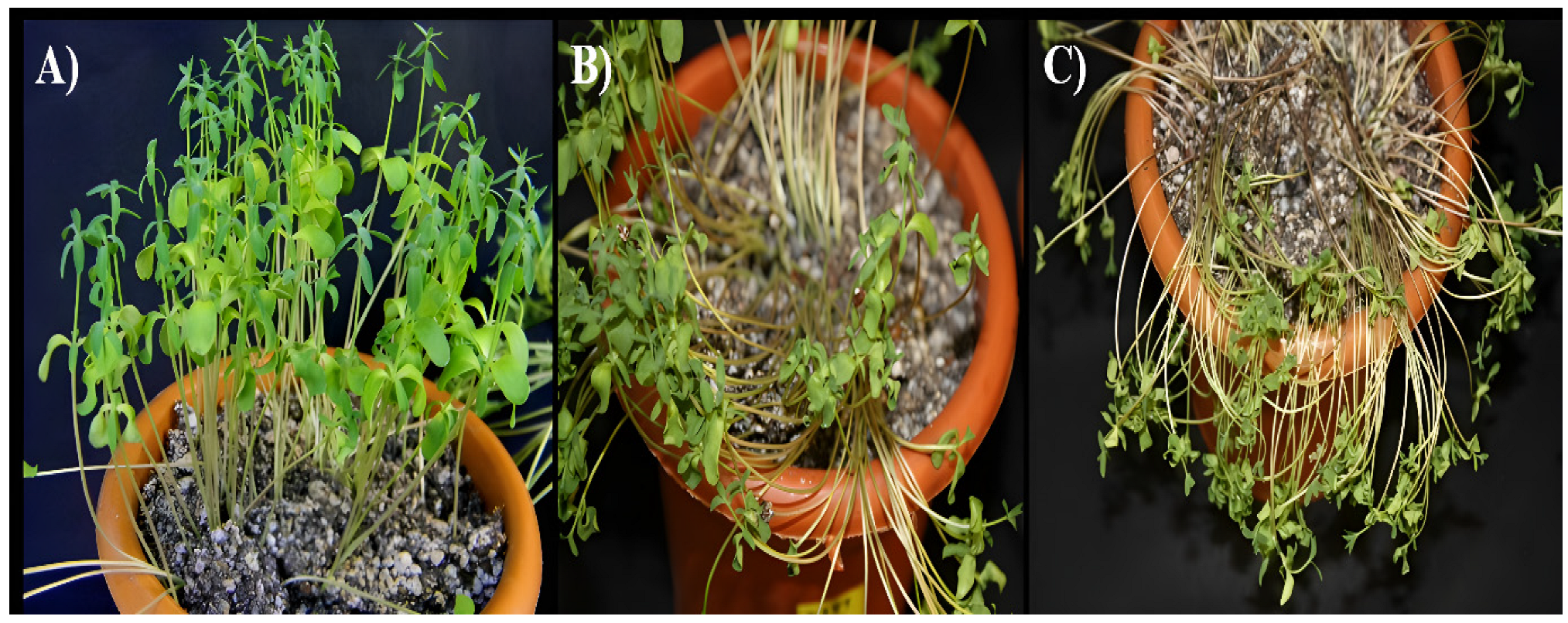 Antioxidants 12 00950 g001 Antioxidants 12 00950 g001