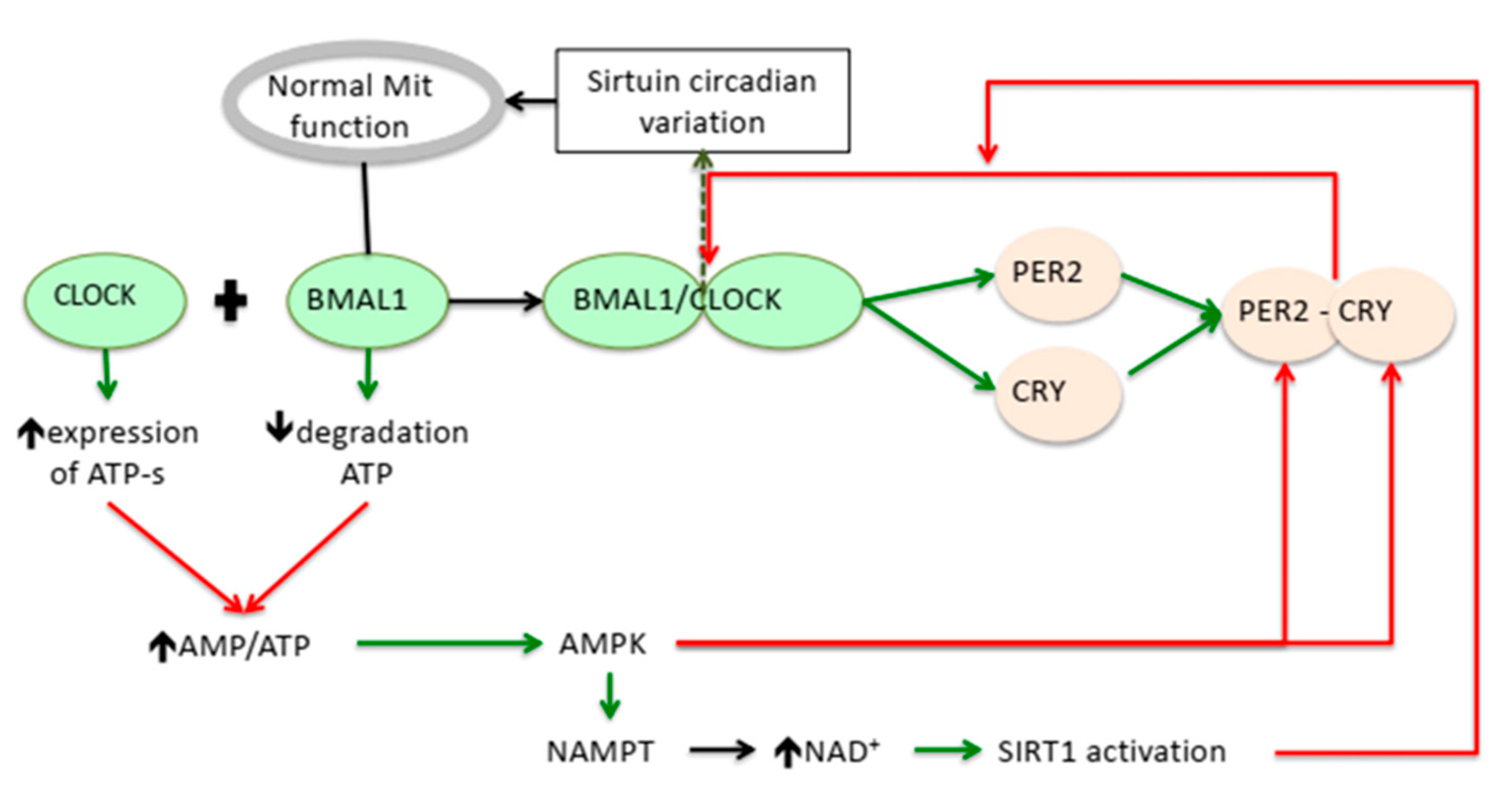 Antioxidants 12 00959 g001 Antioxidants 12 00959 g001