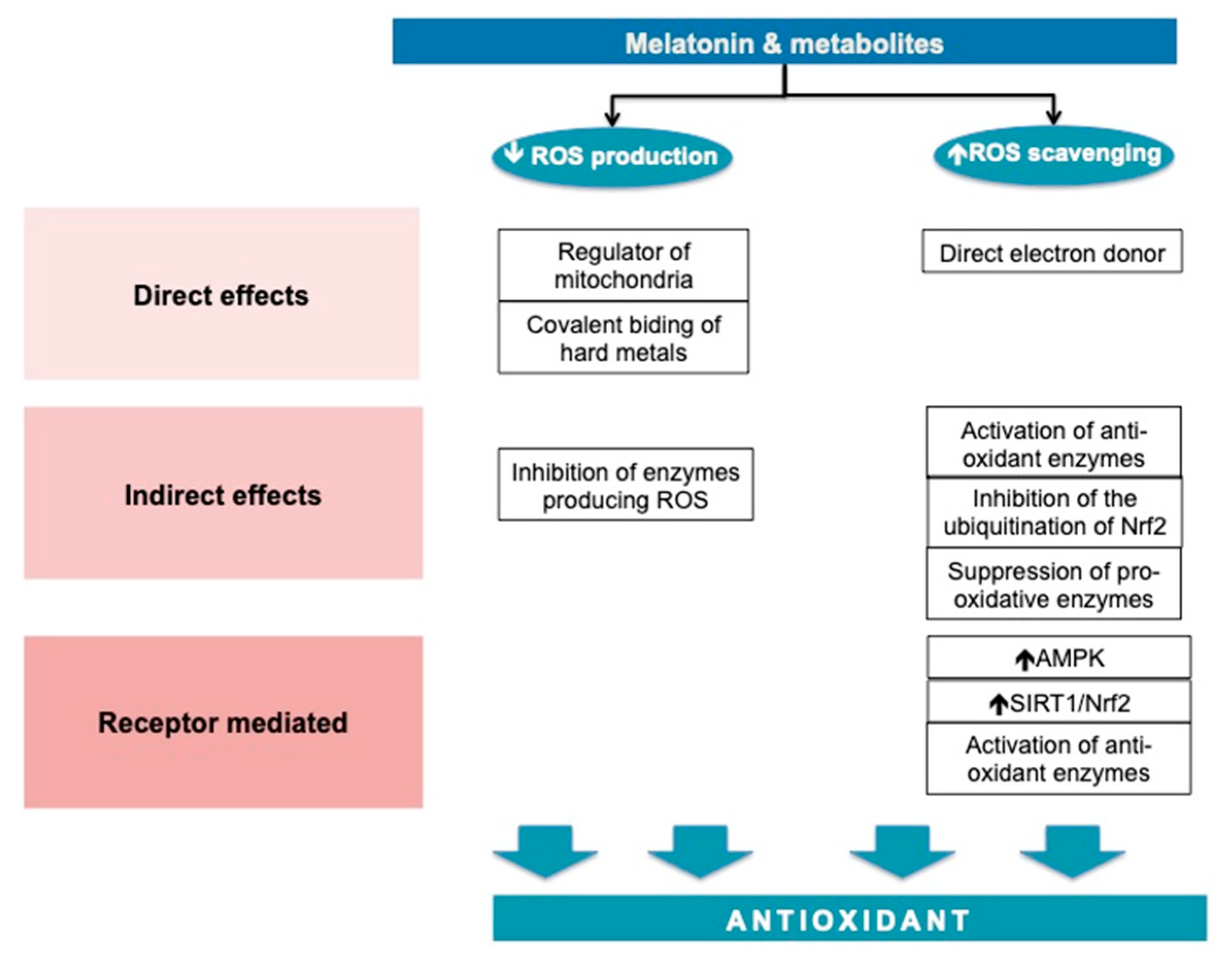 Antioxidants 12 00959 g003 Antioxidants 12 00959 g003