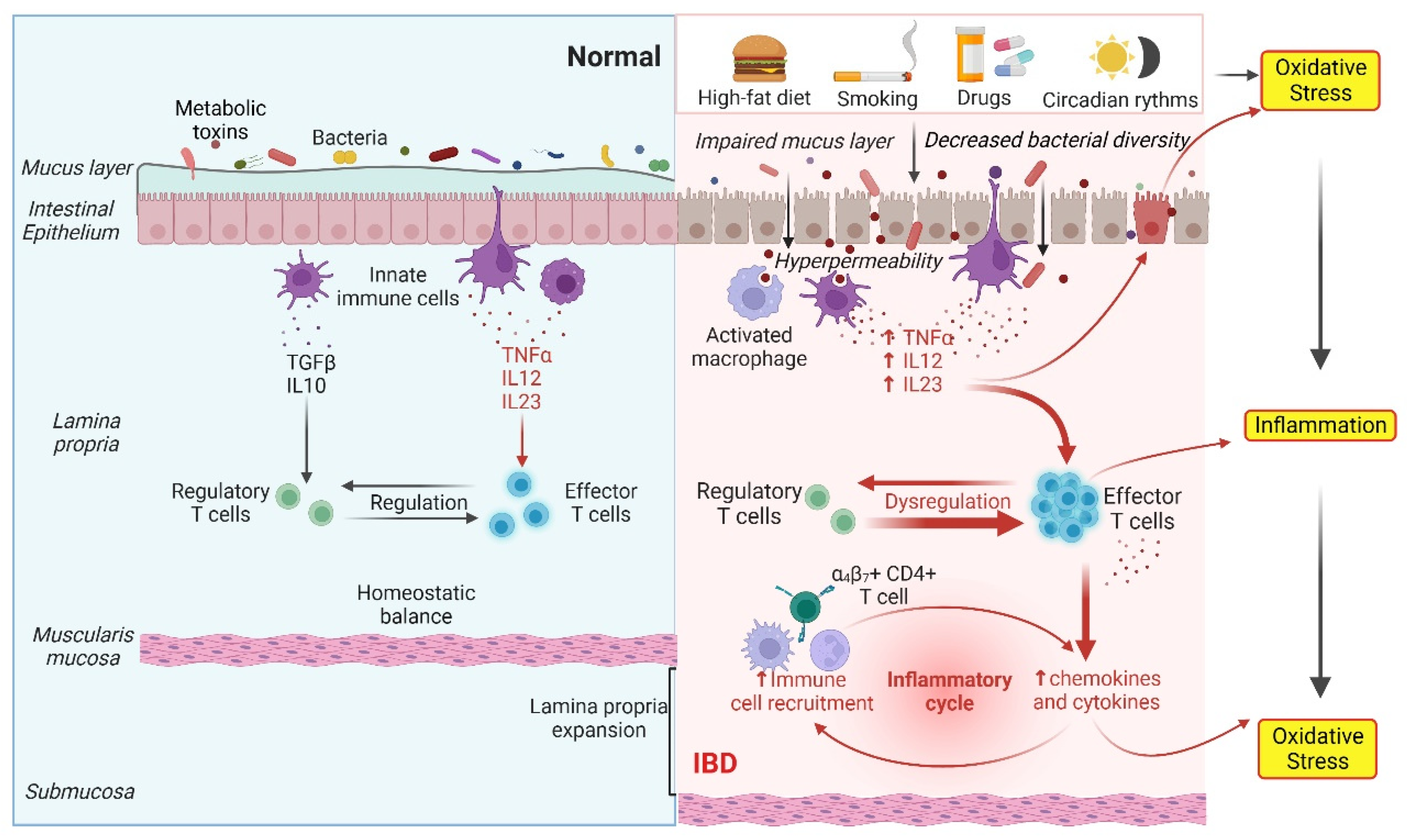 Antioxidants Free FullText Oxidative Stress, Inflammation, Gut Dysbiosis What Can