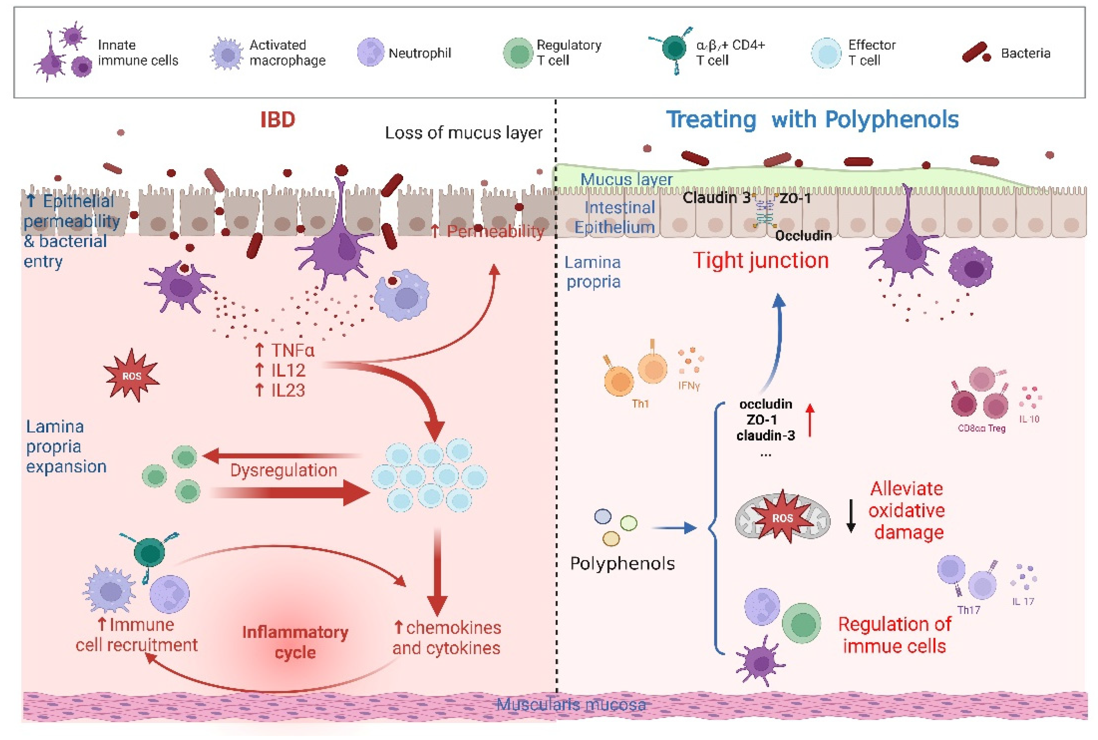 Antioxidants 12 00967 g003 Antioxidants 12 00967 g003