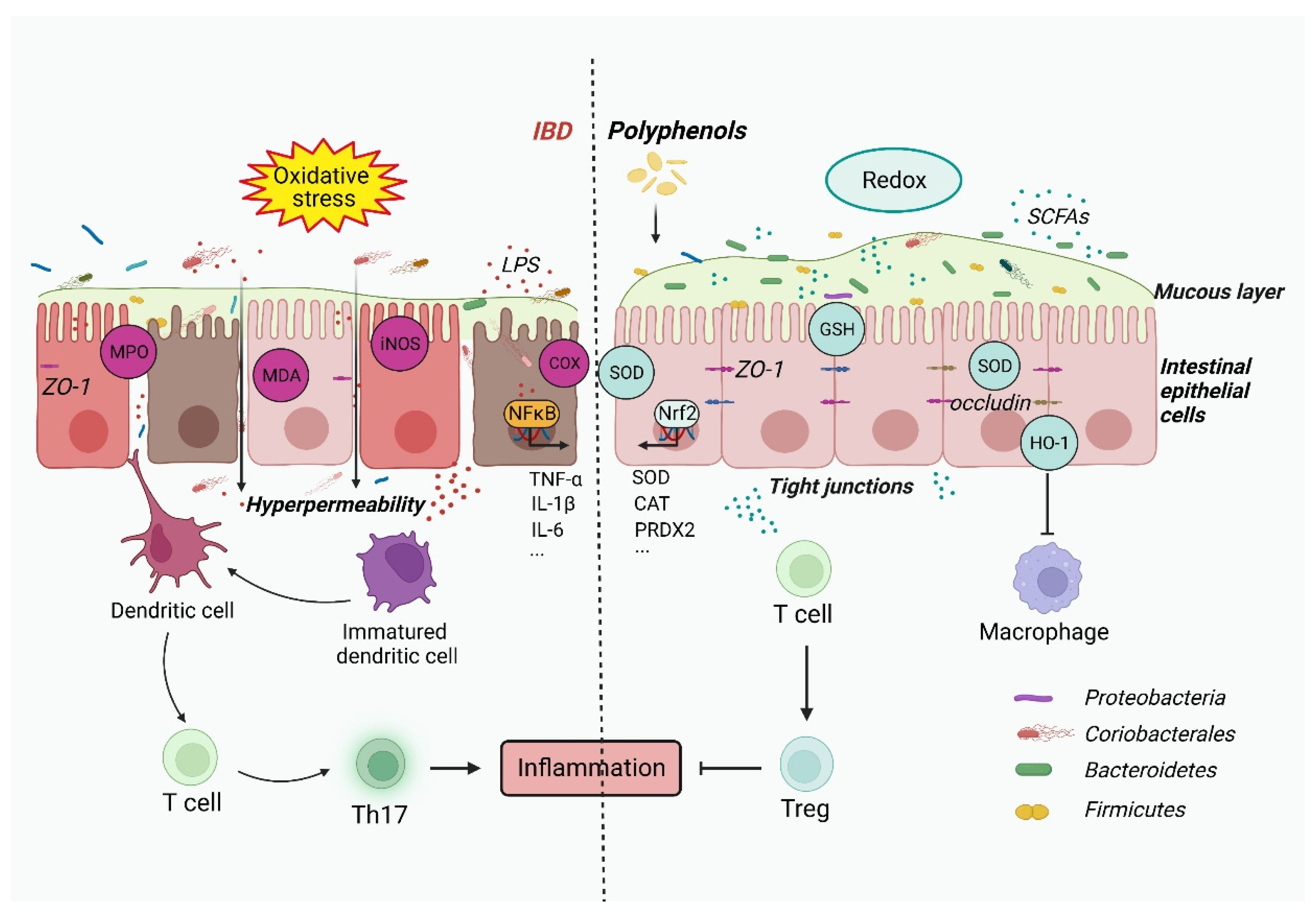 Antioxidants 12 00967 g004 Antioxidants 12 00967 g004