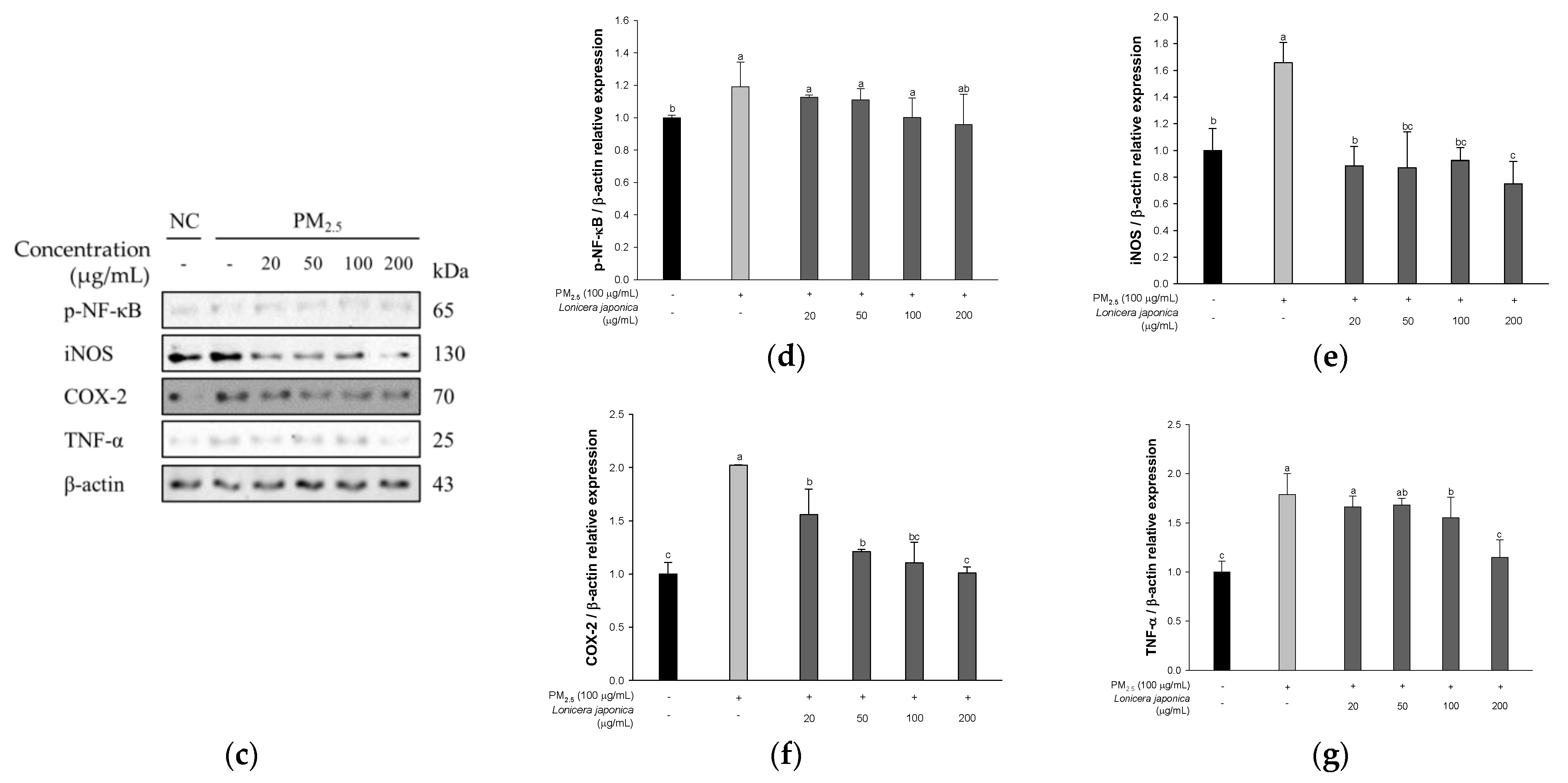 Antioxidants 12 00968 g002b Antioxidants 12 00968 g002b