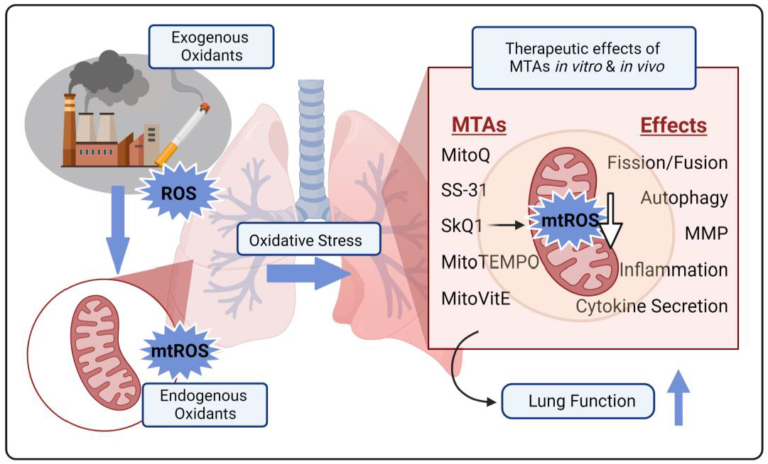 Antioxidants 12 00973 g001 Antioxidants 12 00973 g001
