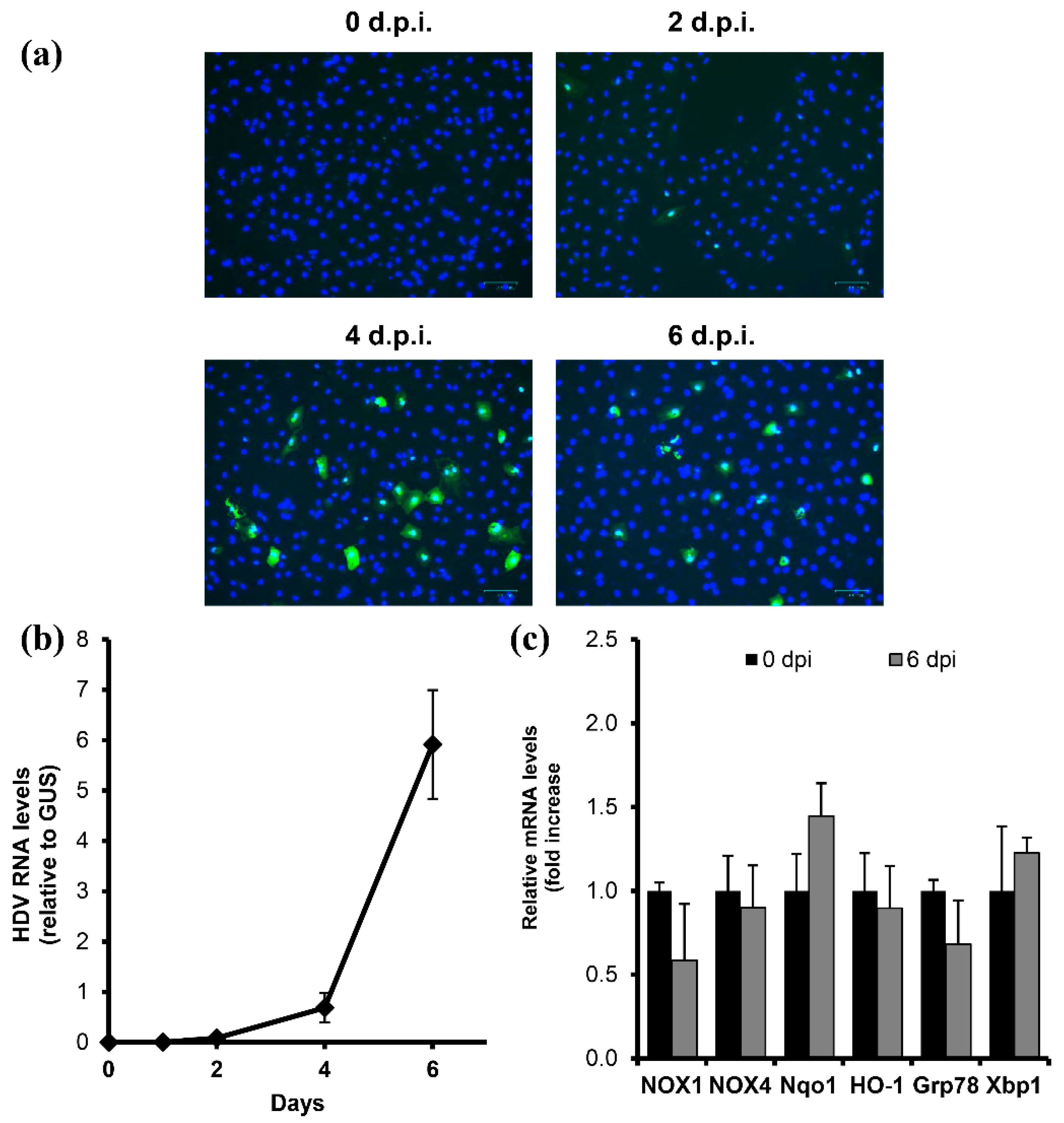 Antioxidants Free FullText Hepatitis Delta Virus Antigens Trigger