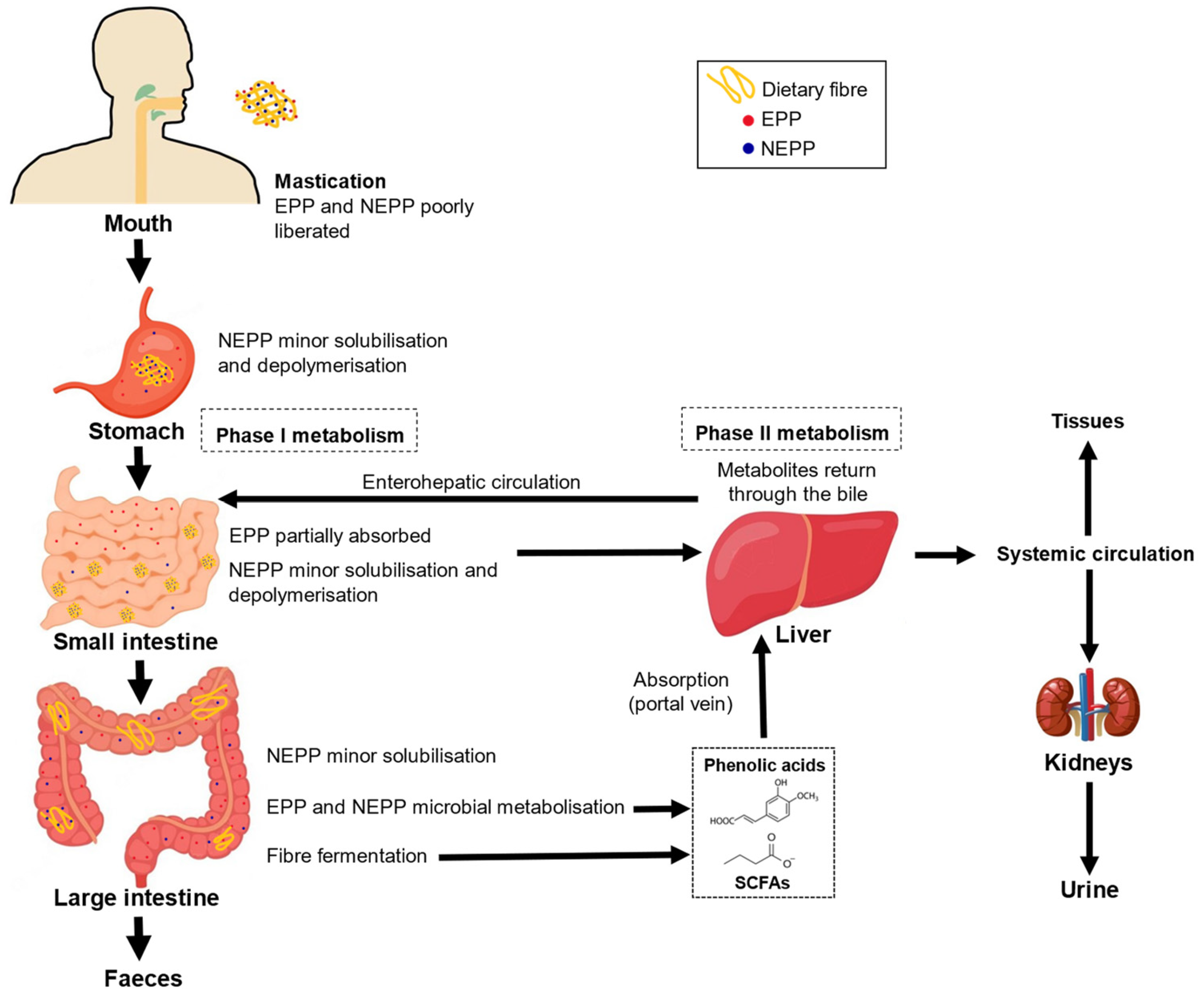 Antioxidants 12 00976 g002