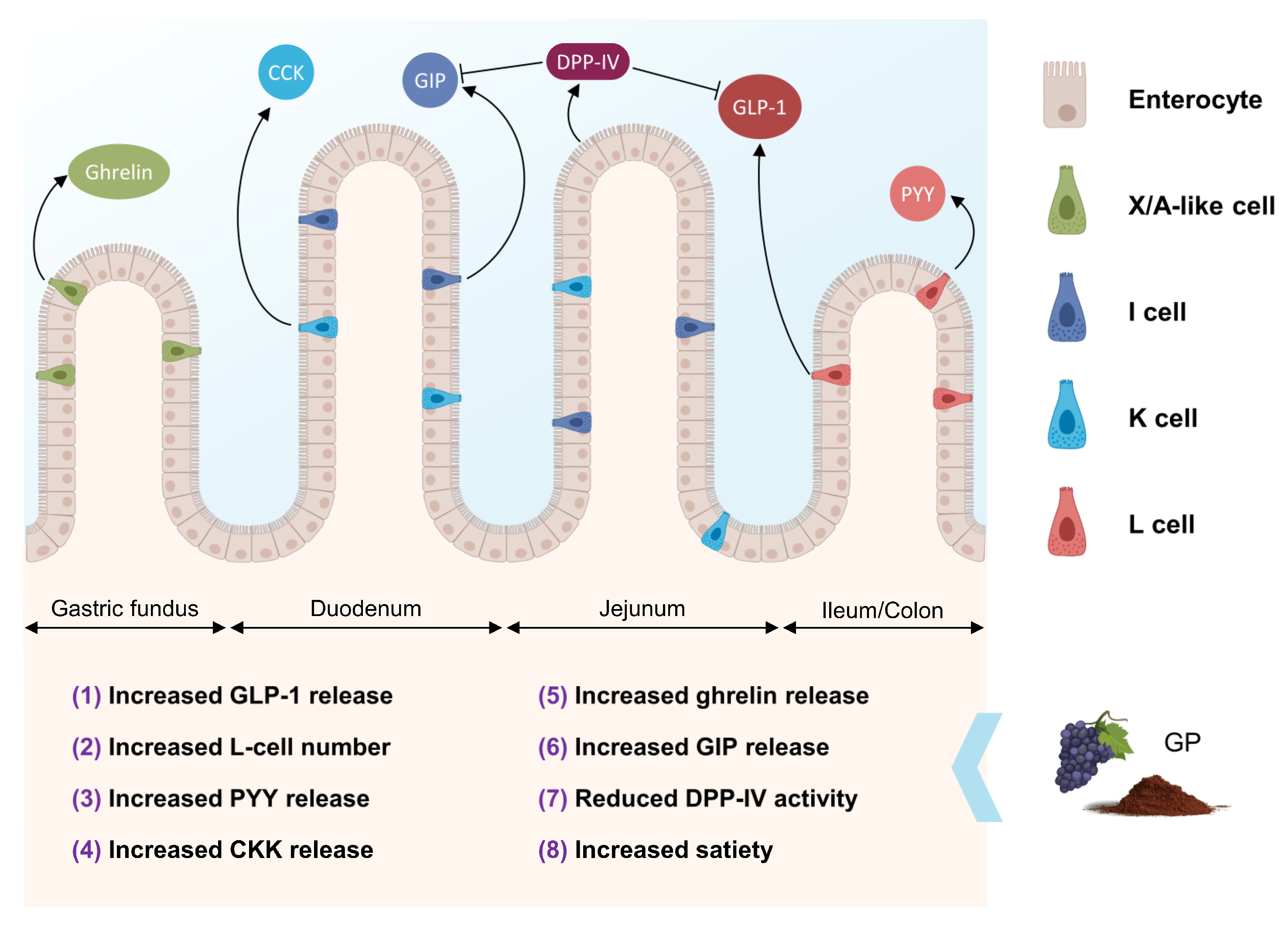 Antioxidants 12 00979 g003