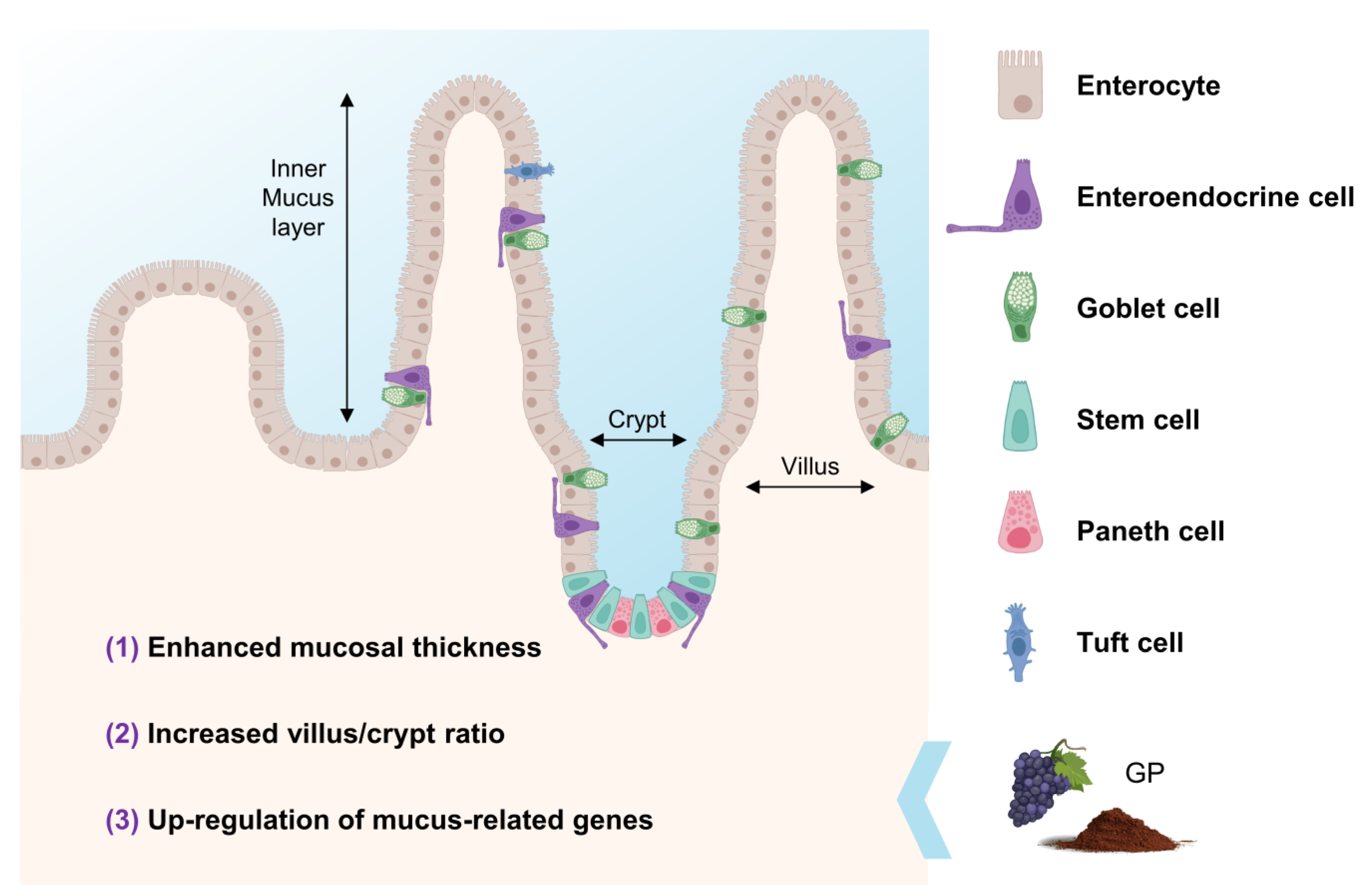 Antioxidants 12 00979 g004