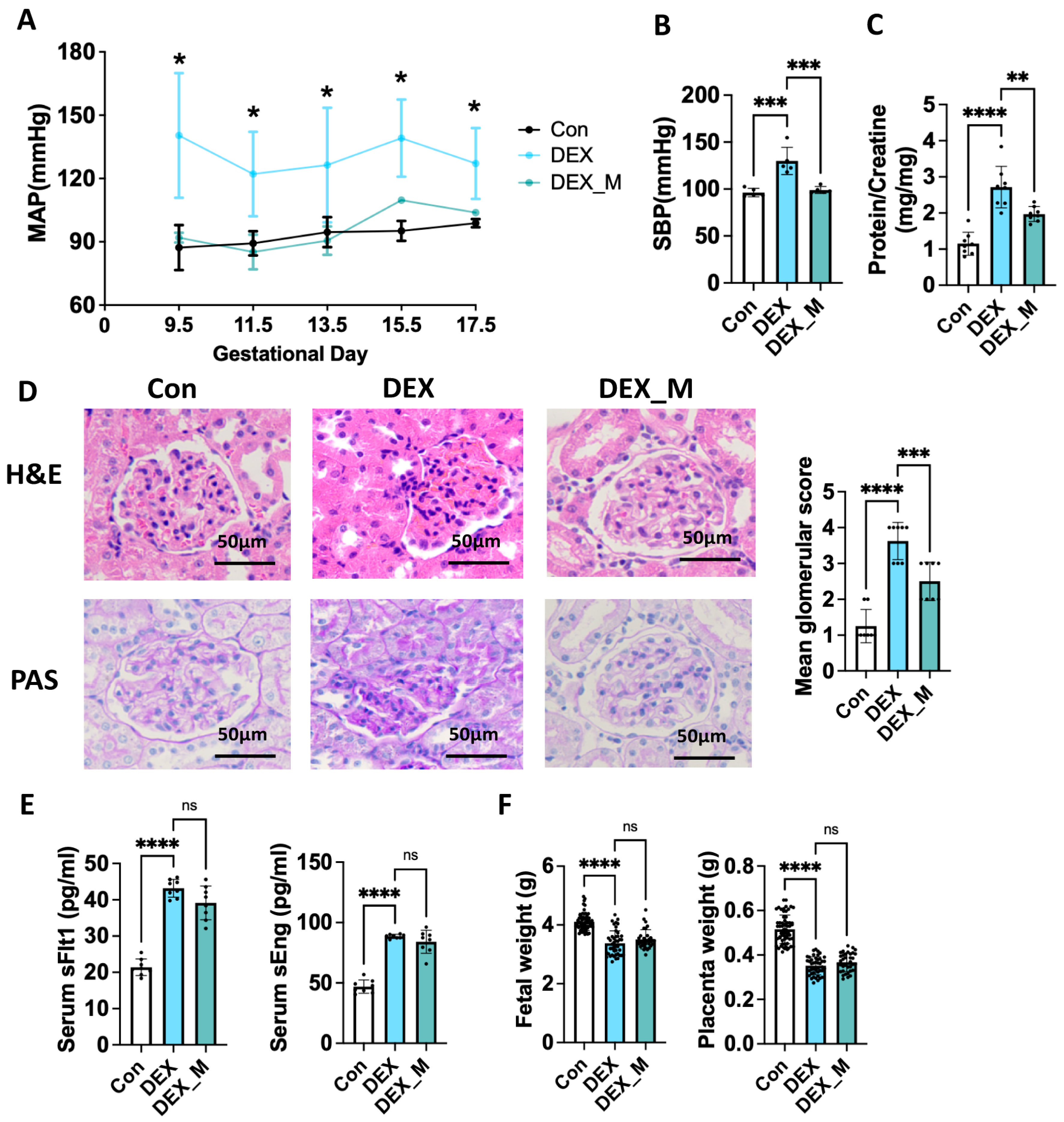 Antioxidants 12 00987 g001 Antioxidants 12 00987 g001