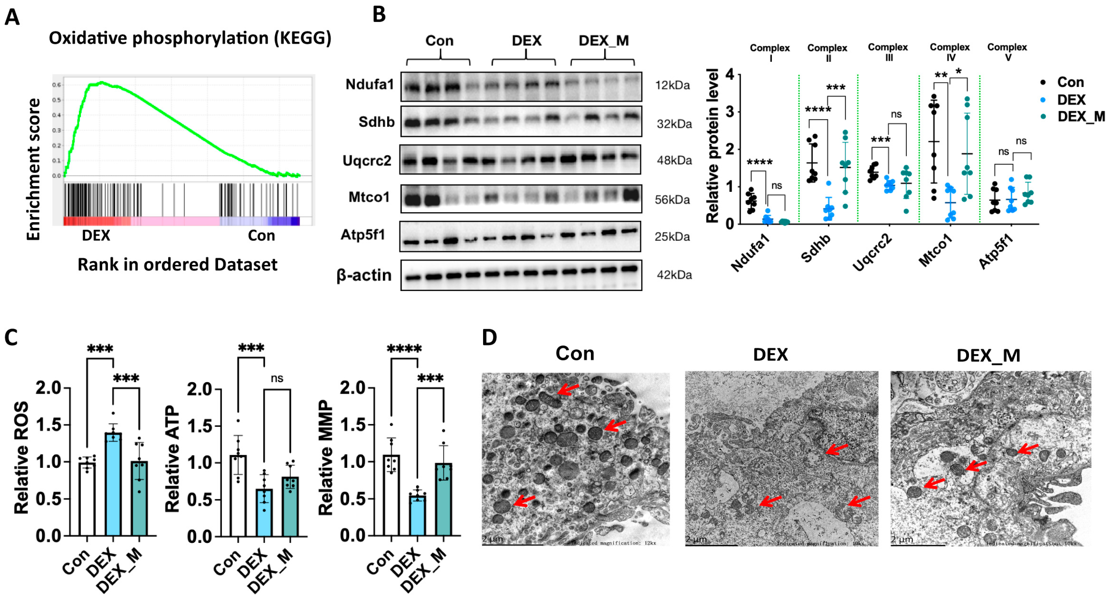 Antioxidants 12 00987 g003 Antioxidants 12 00987 g003