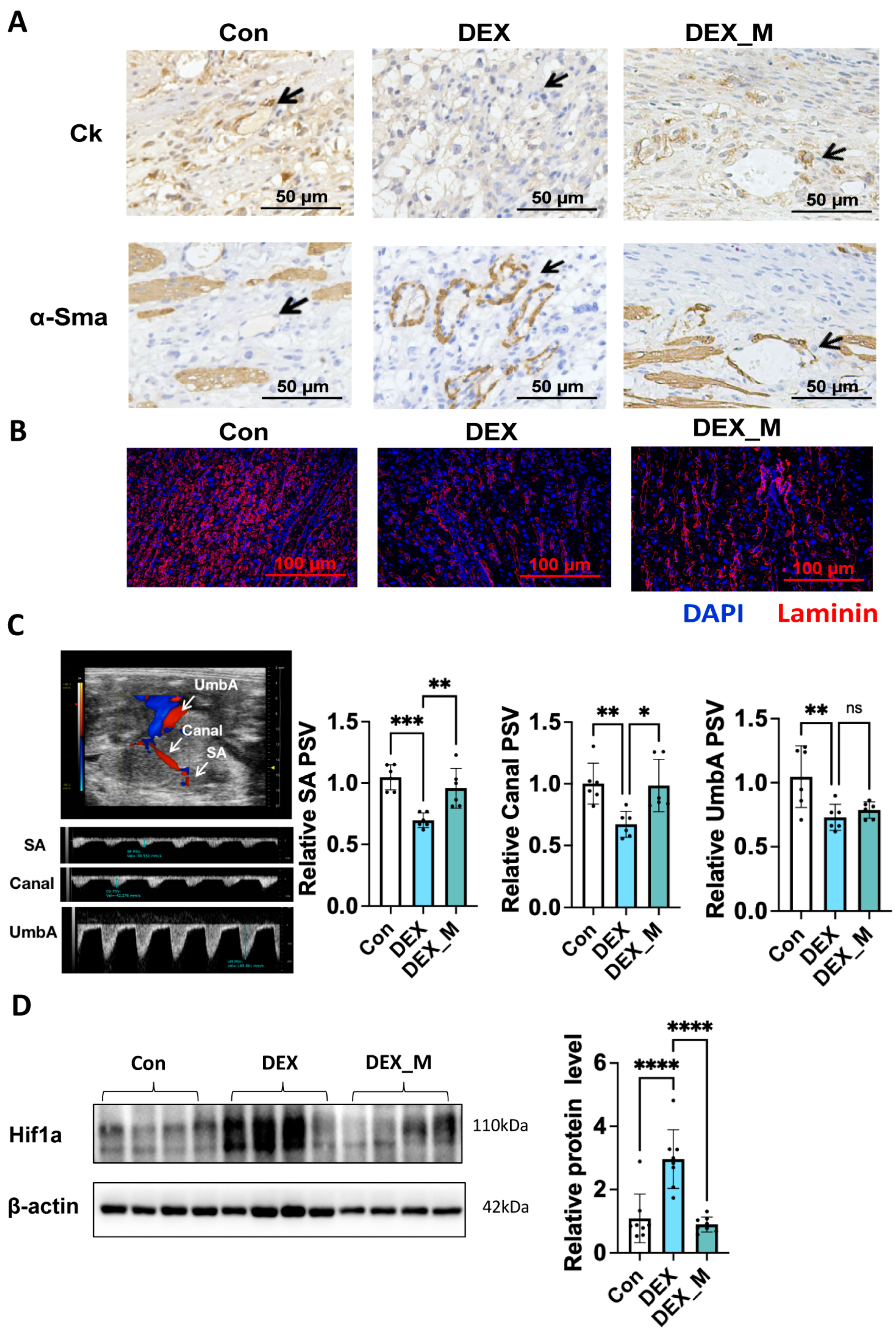 Antioxidants 12 00987 g004 Antioxidants 12 00987 g004