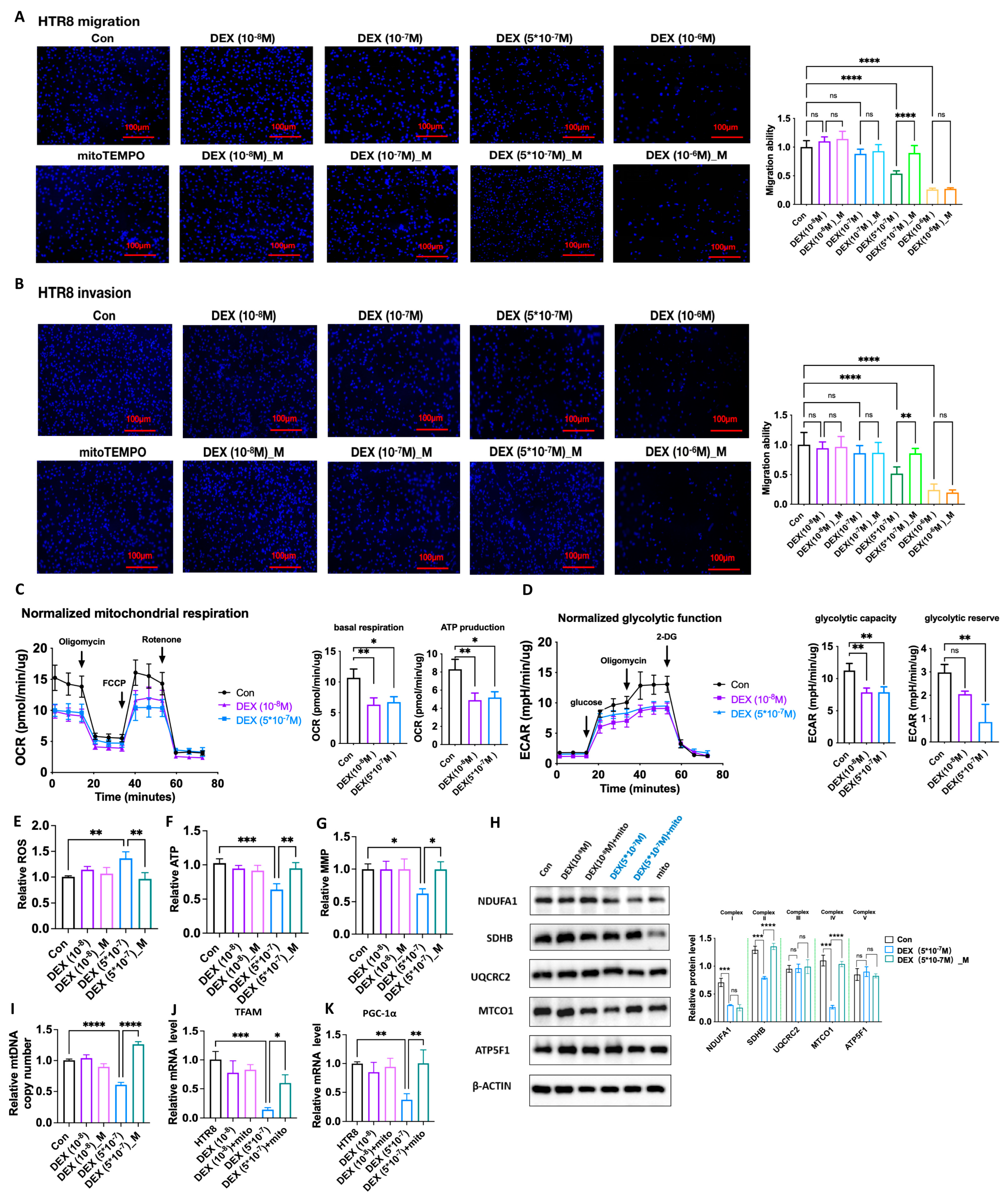 Antioxidants 12 00987 g008 Antioxidants 12 00987 g008
