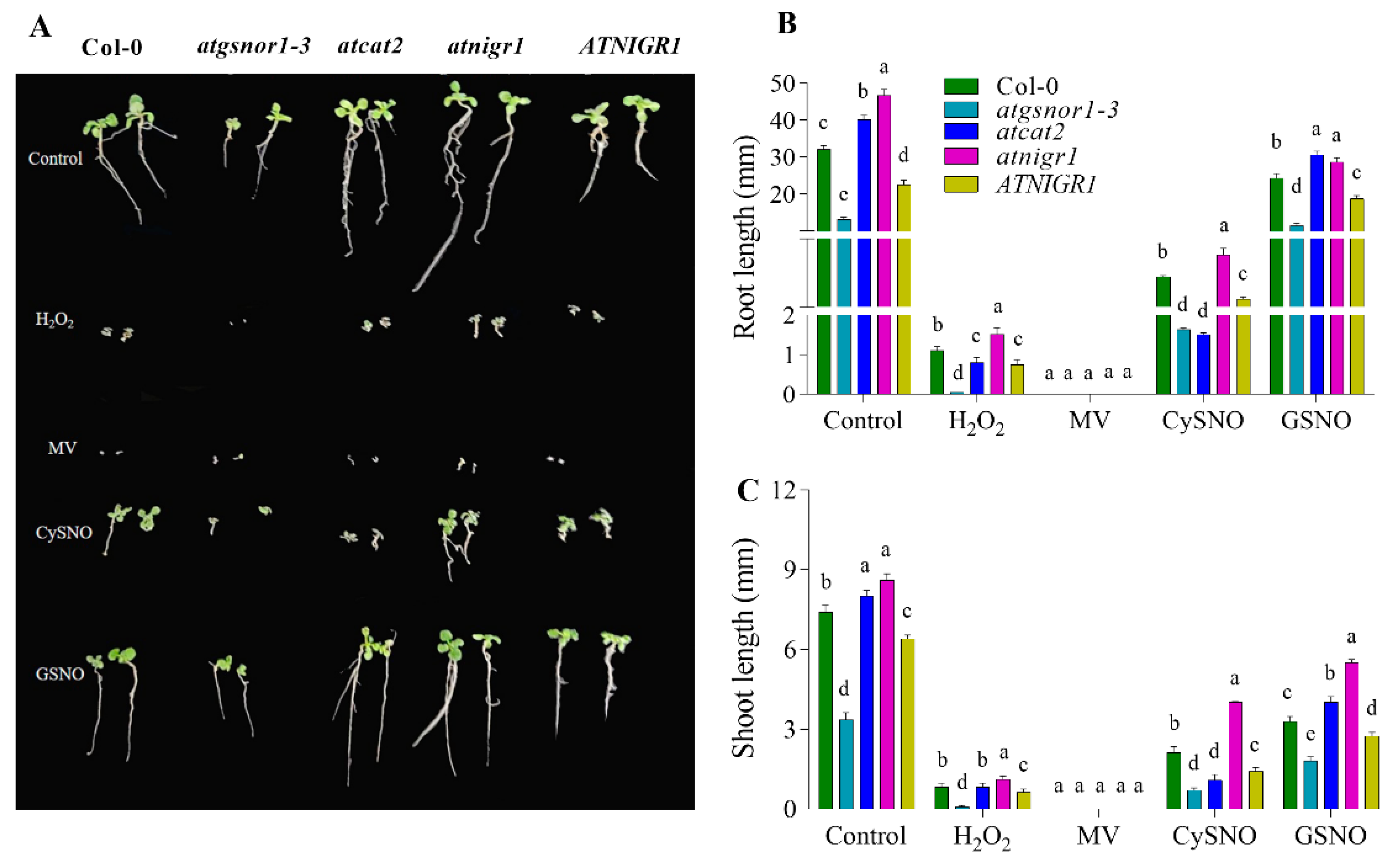 Antioxidants 12 00989 g001