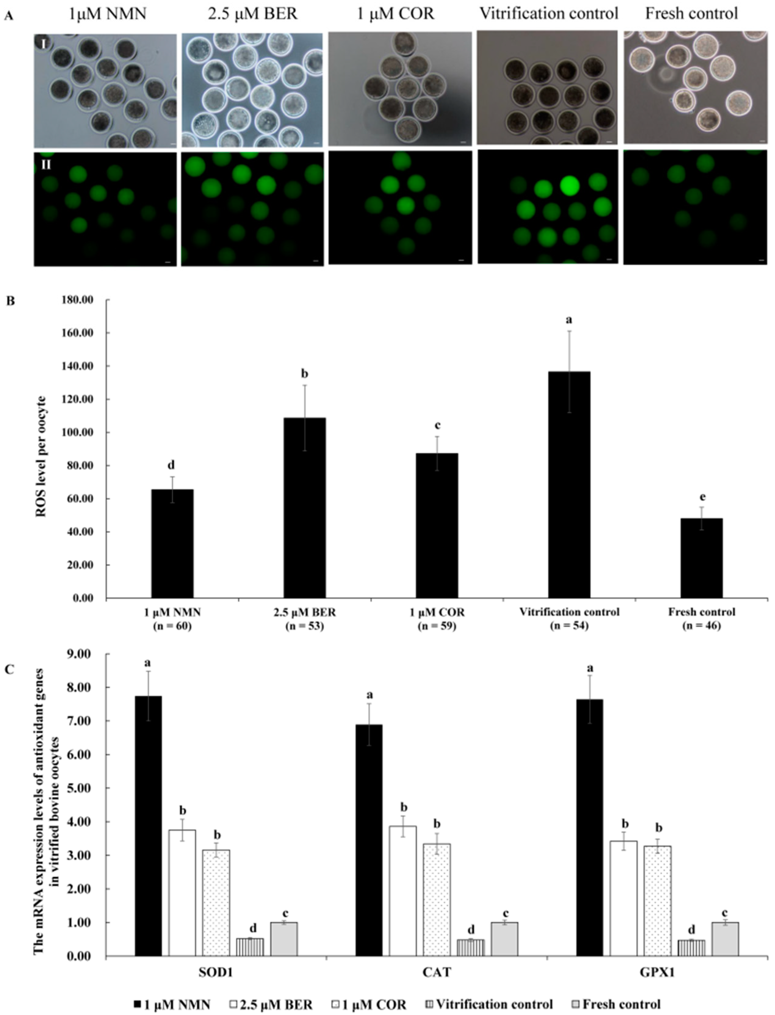 Antioxidants 12 00991 g003 Antioxidants 12 00991 g003