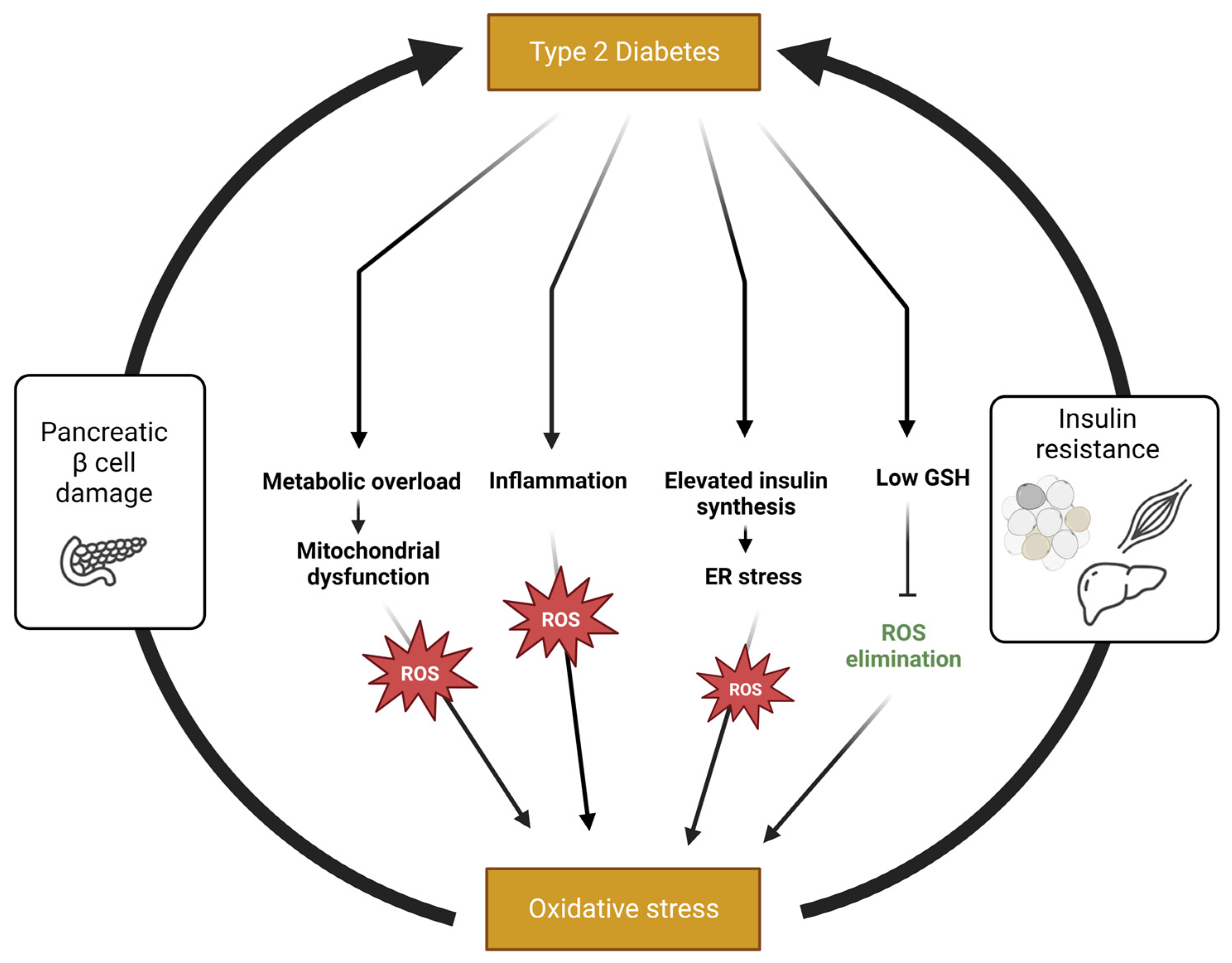 Antioxidants Free FullText Redox Balance in Type 2 Diabetes