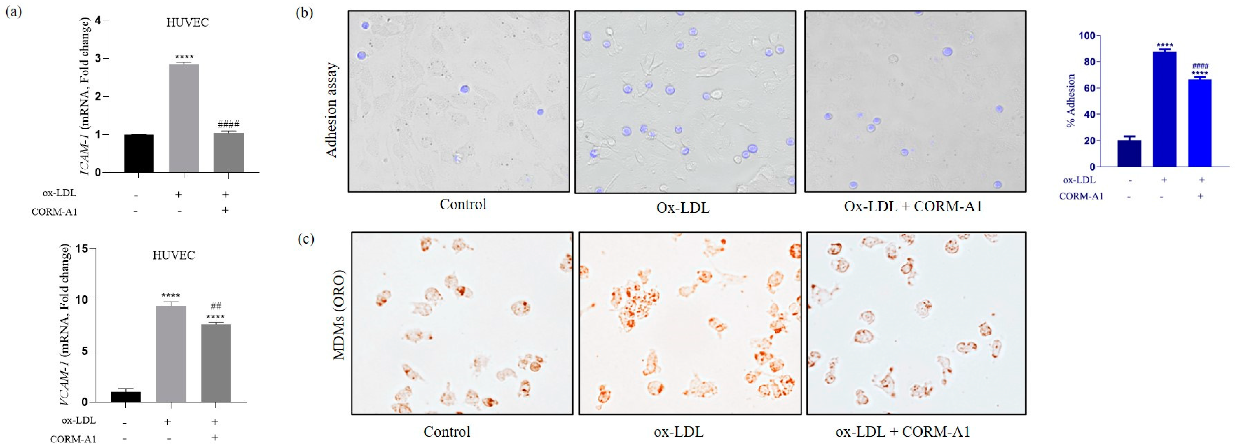 Antioxidants 12 00997 g002 Antioxidants 12 00997 g002