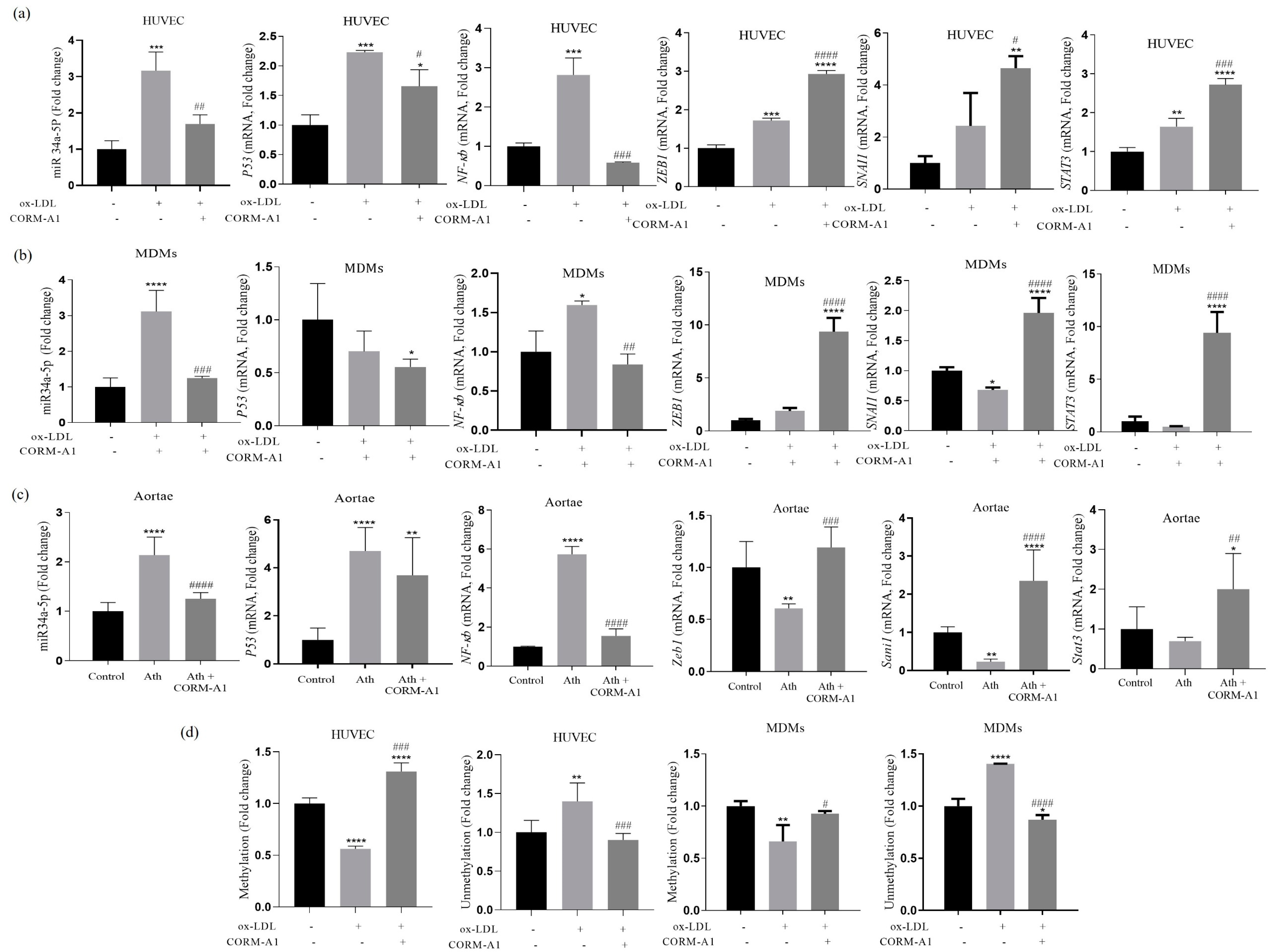 Antioxidants 12 00997 g003 Antioxidants 12 00997 g003