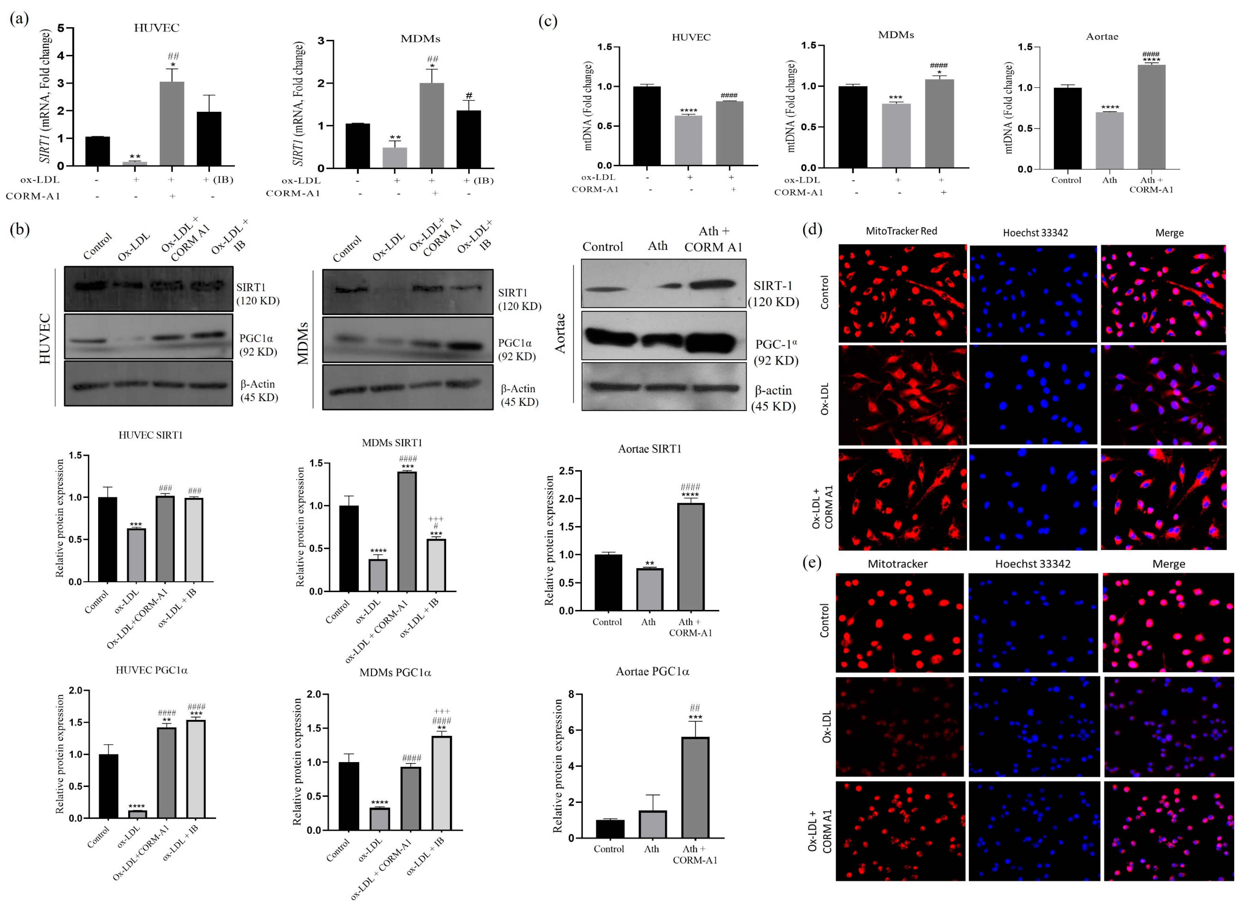 Antioxidants 12 00997 g004 Antioxidants 12 00997 g004