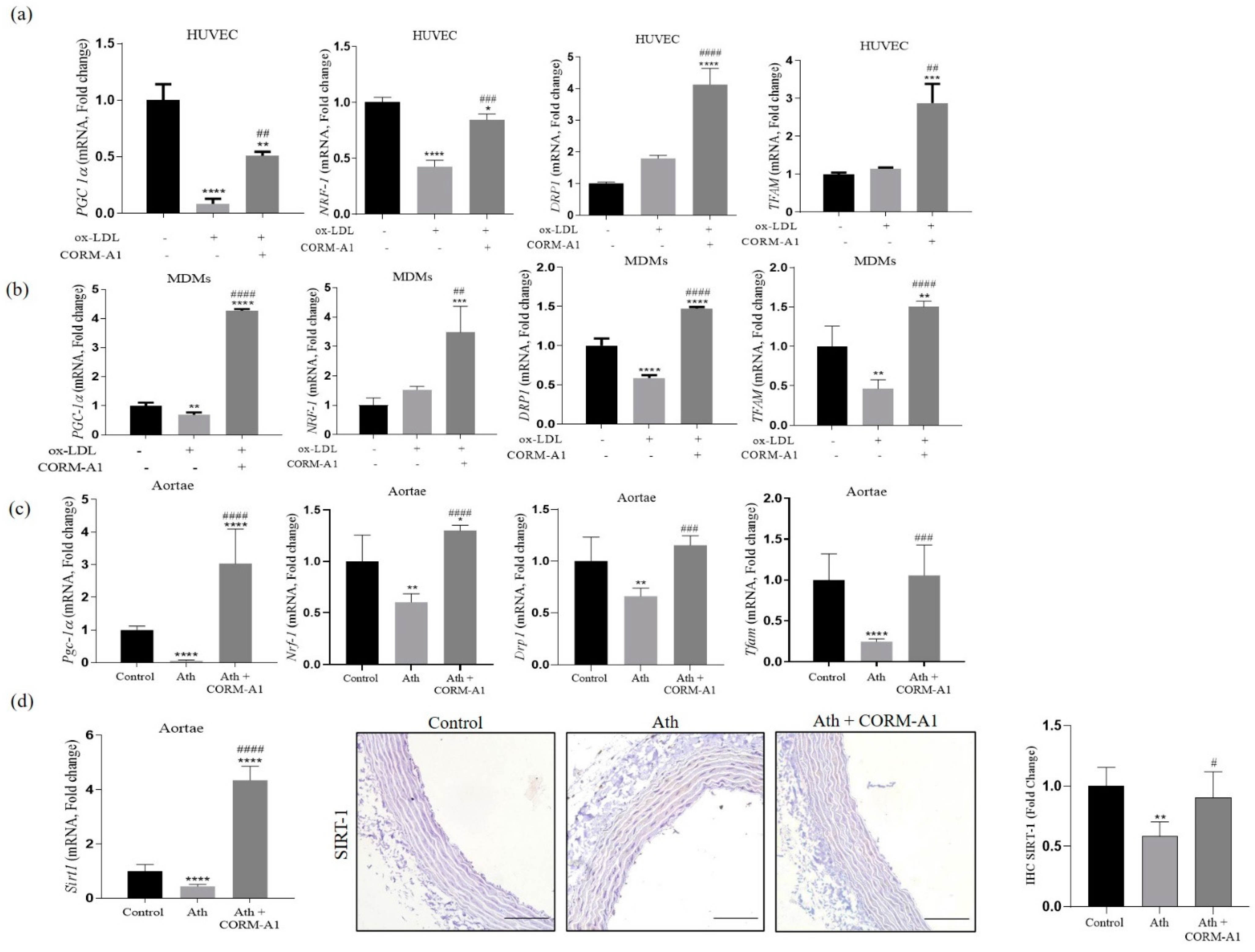 Antioxidants 12 00997 g005 Antioxidants 12 00997 g005