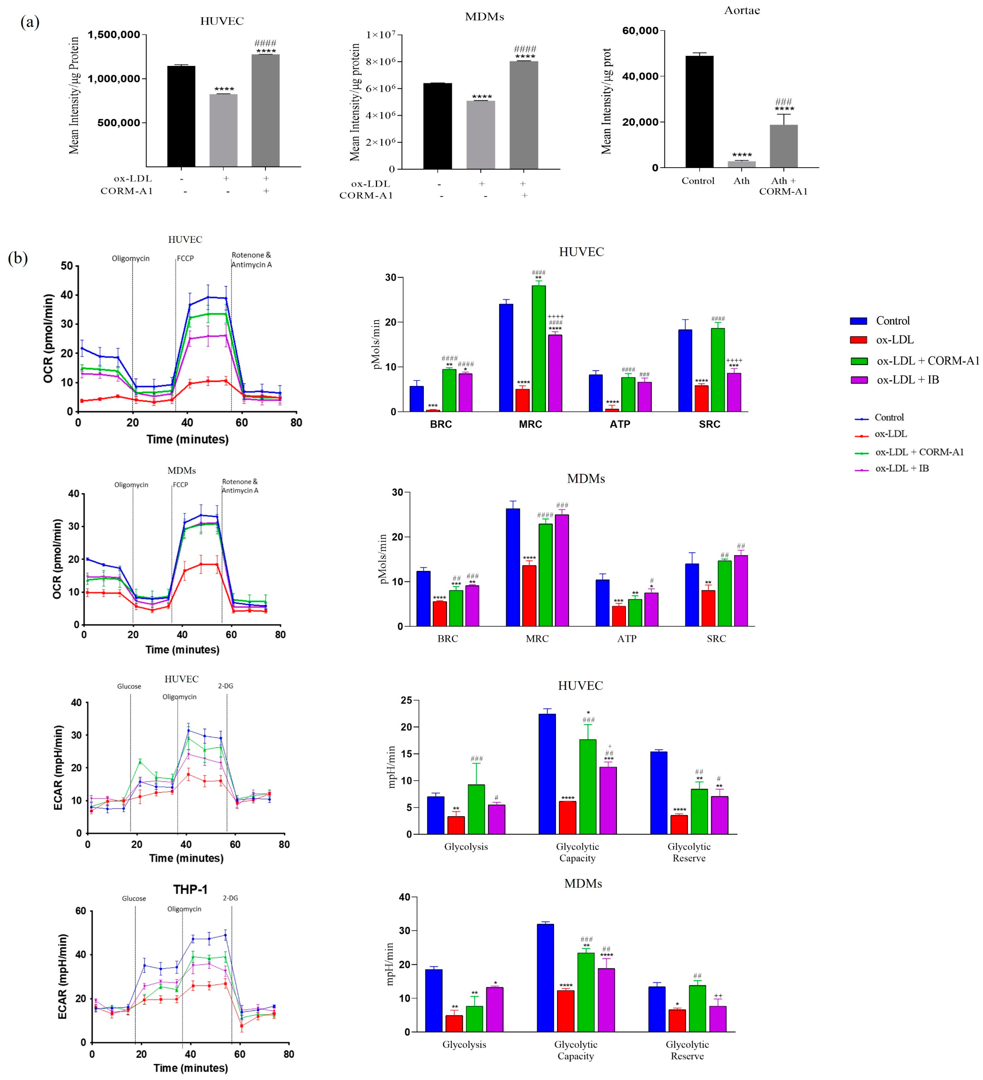 Antioxidants 12 00997 g007 Antioxidants 12 00997 g007