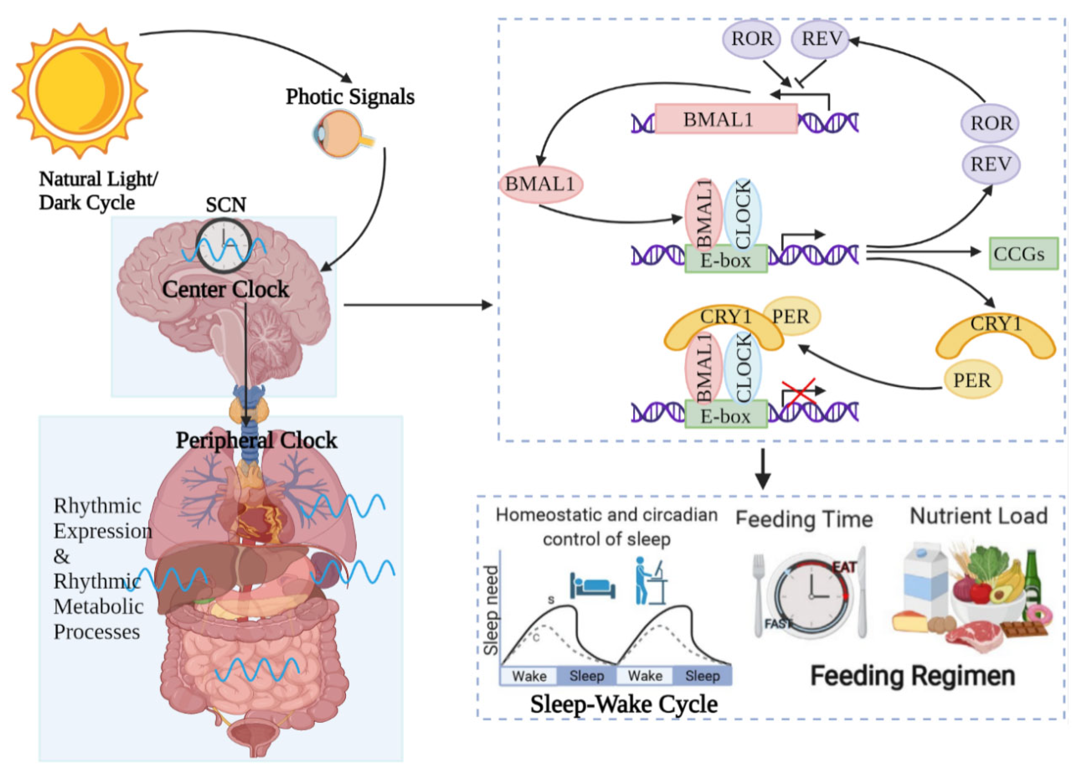 Antioxidants 12 01000 g001 Antioxidants 12 01000 g001