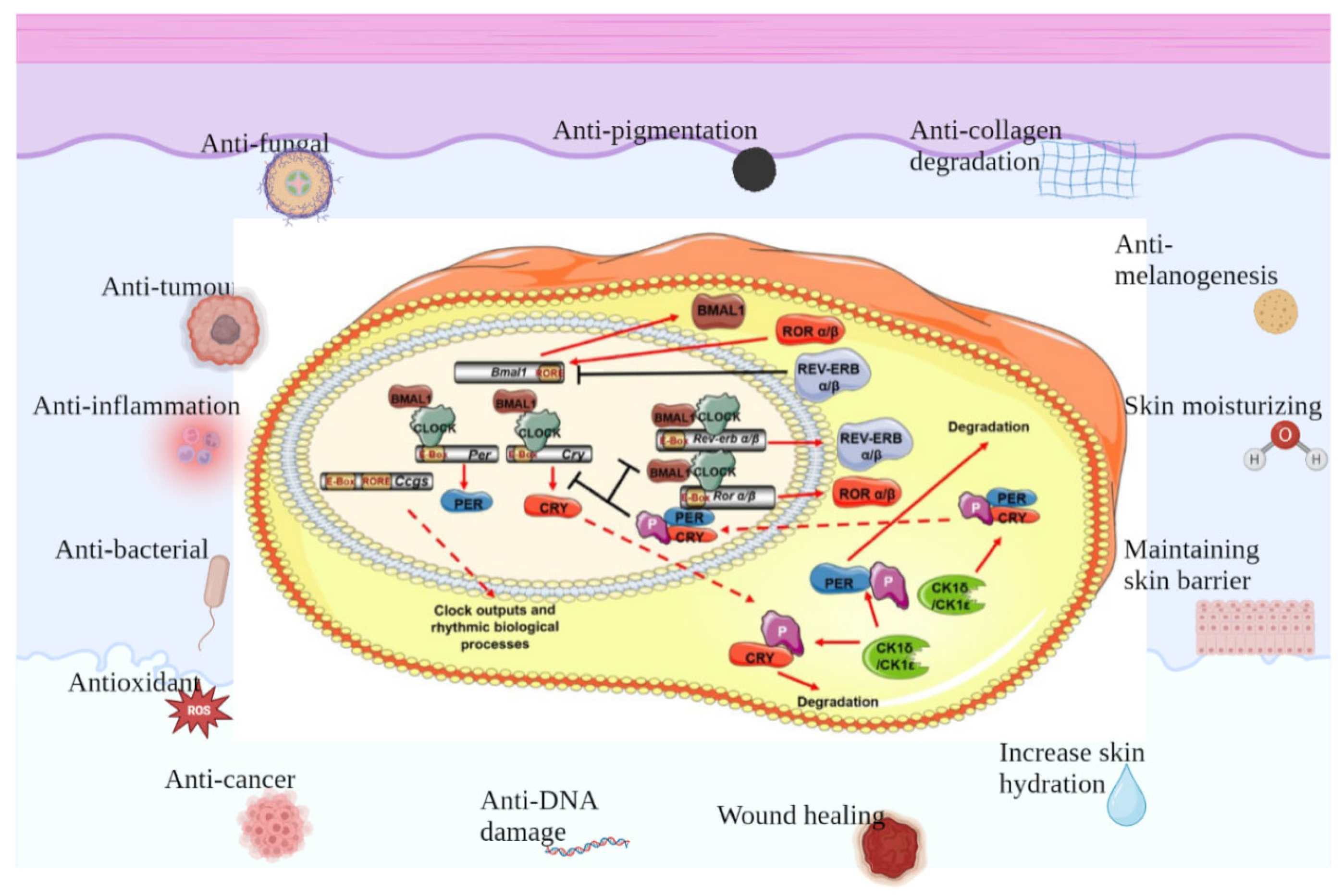 Antioxidants 12 01000 g002 Antioxidants 12 01000 g002