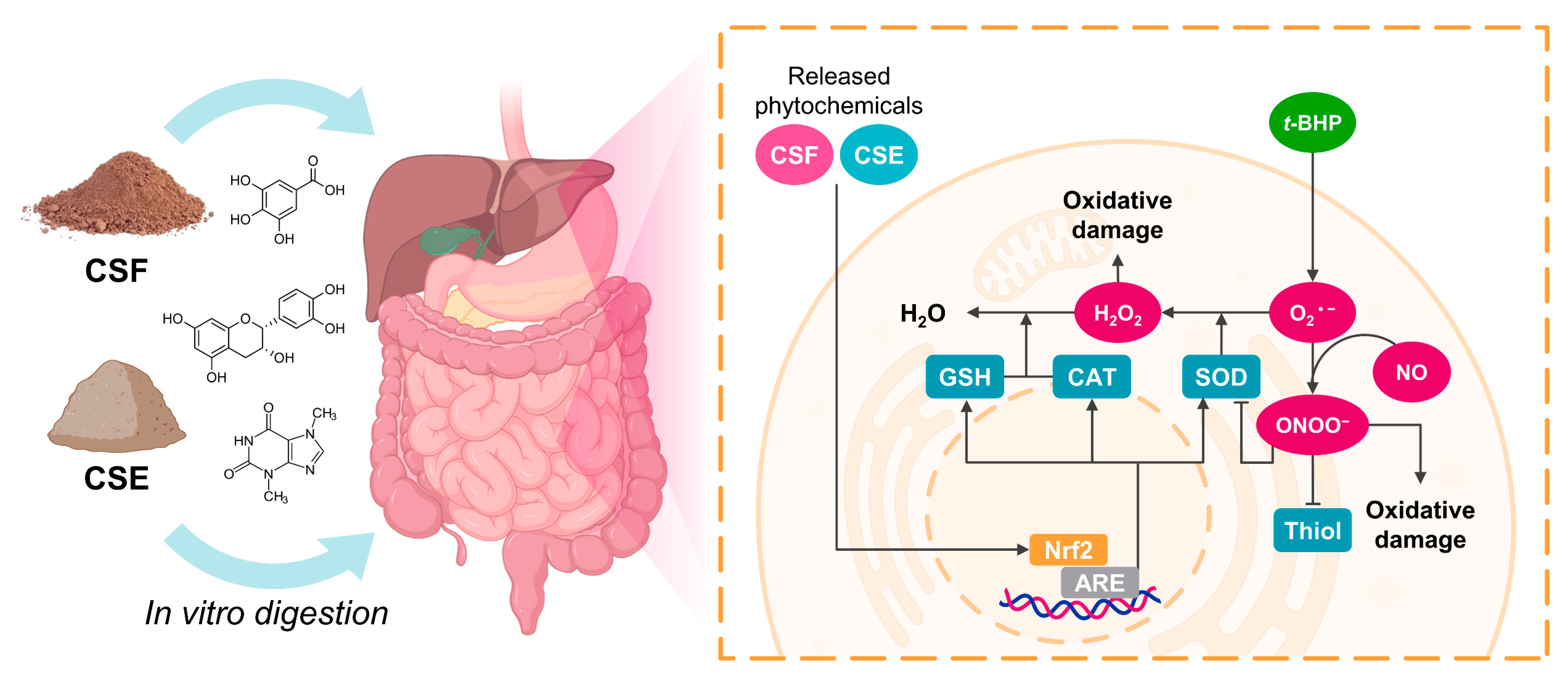 Antioxidants 12 01007 g006 Antioxidants 12 01007 g006