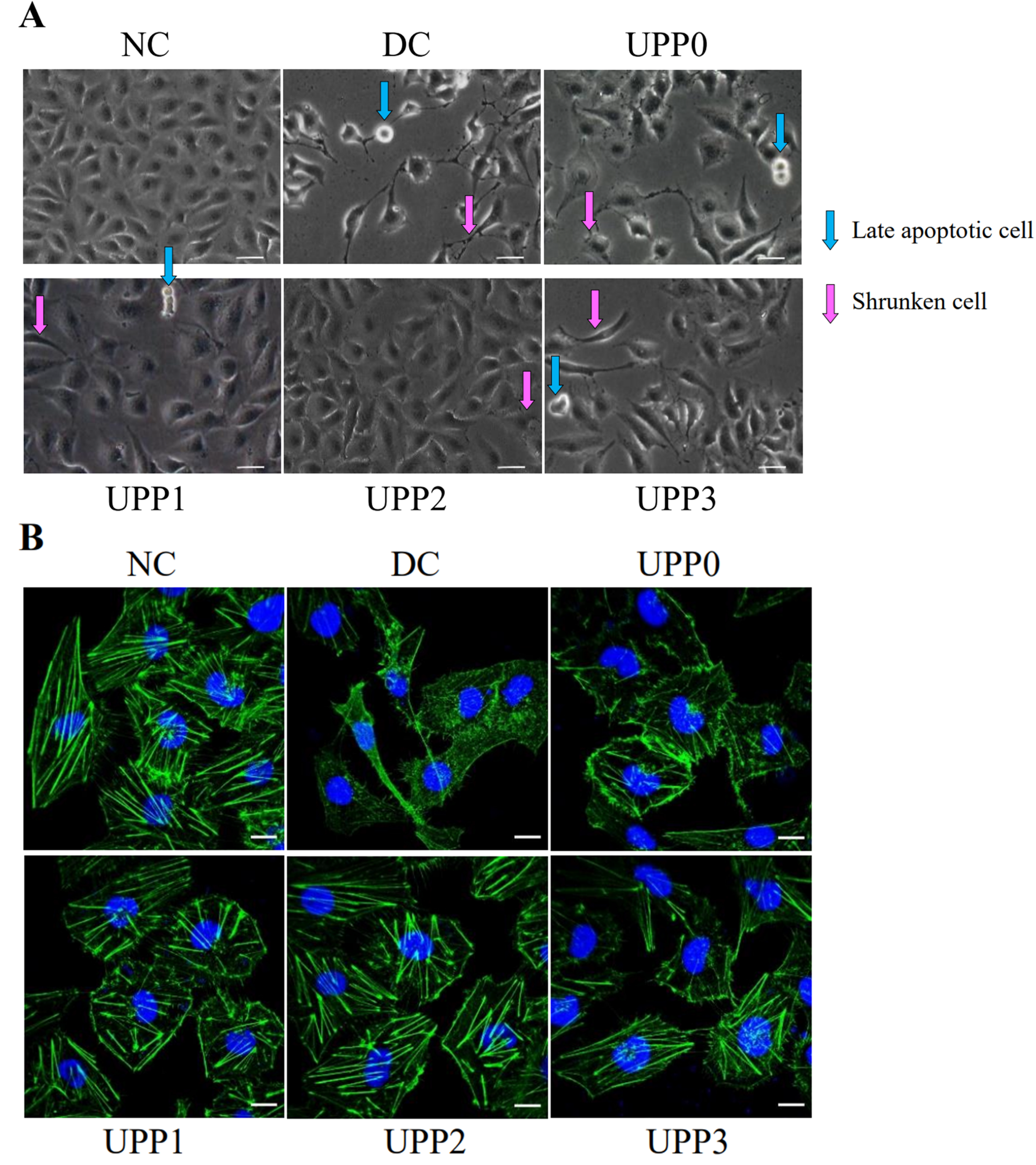 Antioxidants 12 01015 g002