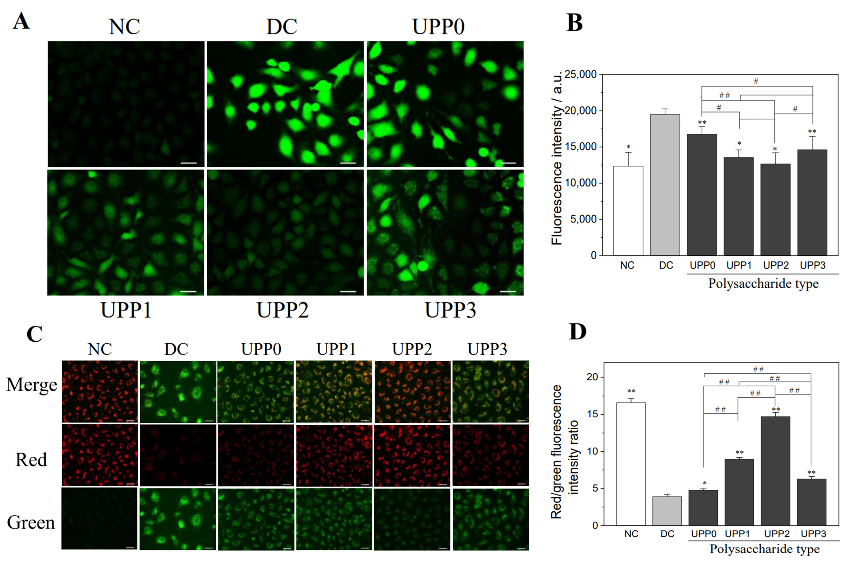Antioxidants 12 01015 g004