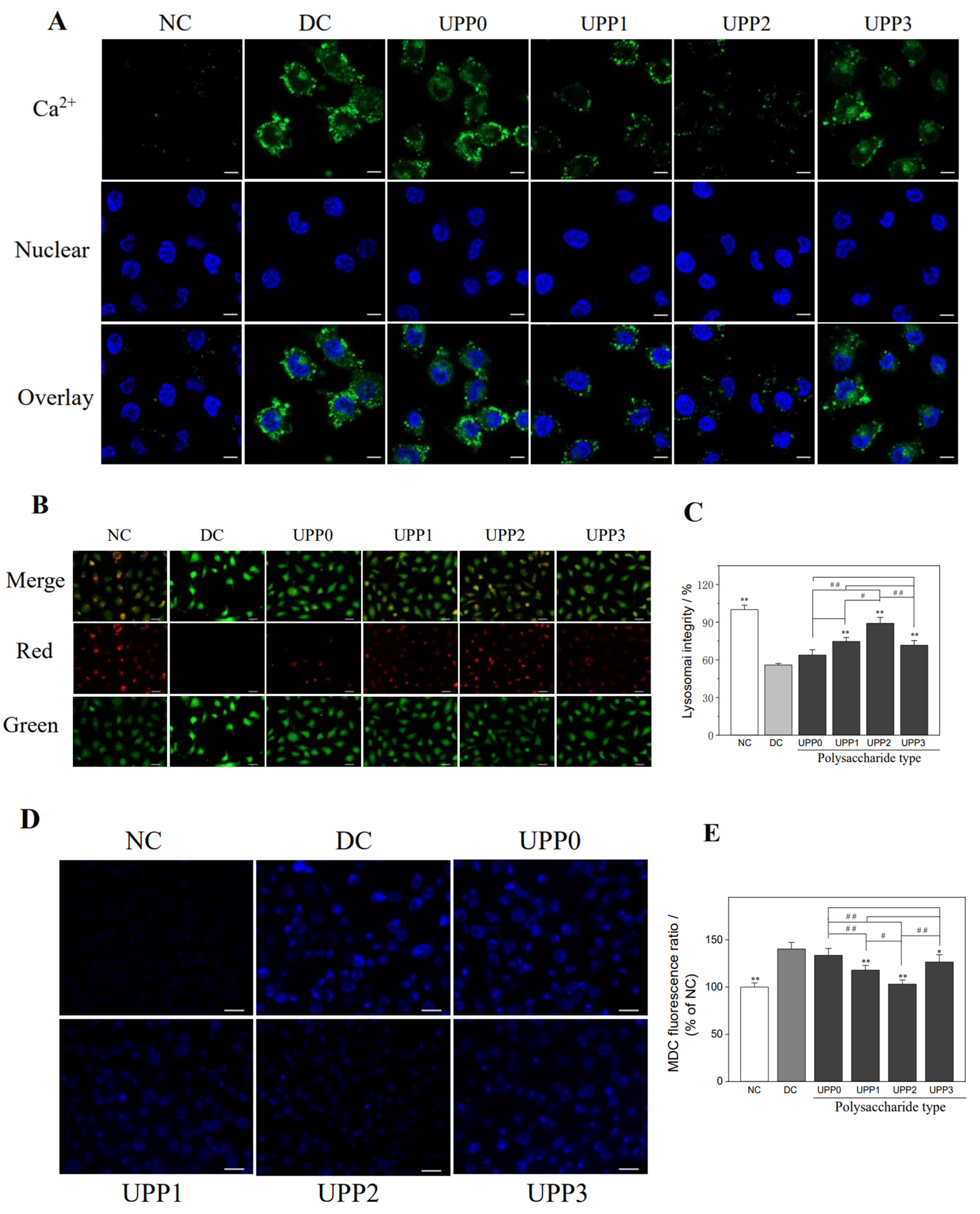 Antioxidants 12 01015 g005